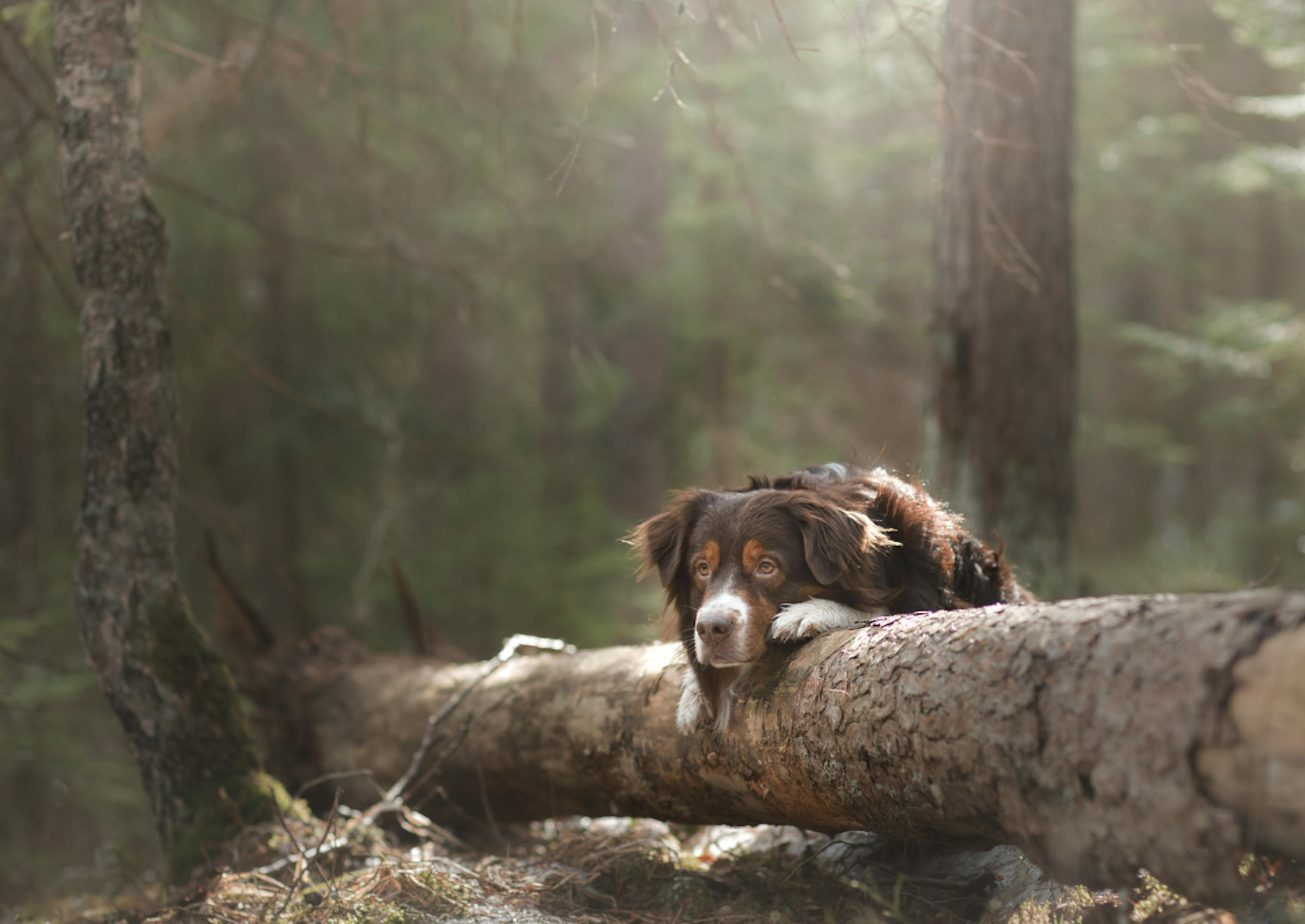 Berger Américain couché sur un tronc d'arbre