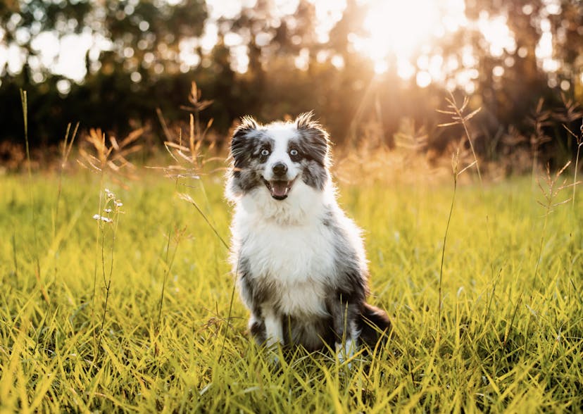 Berger Américain assis dans un champs 