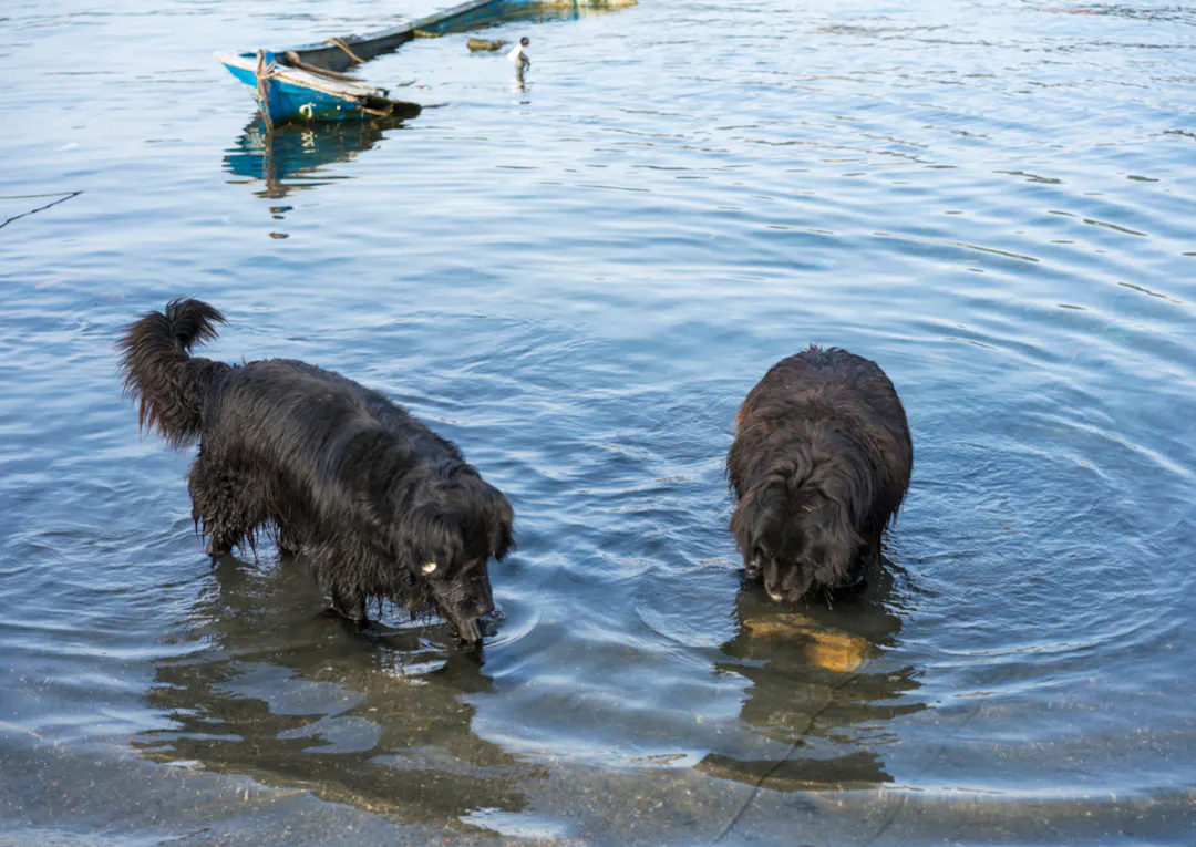 Deux chiens qui cherchent un poisson dans l'eau