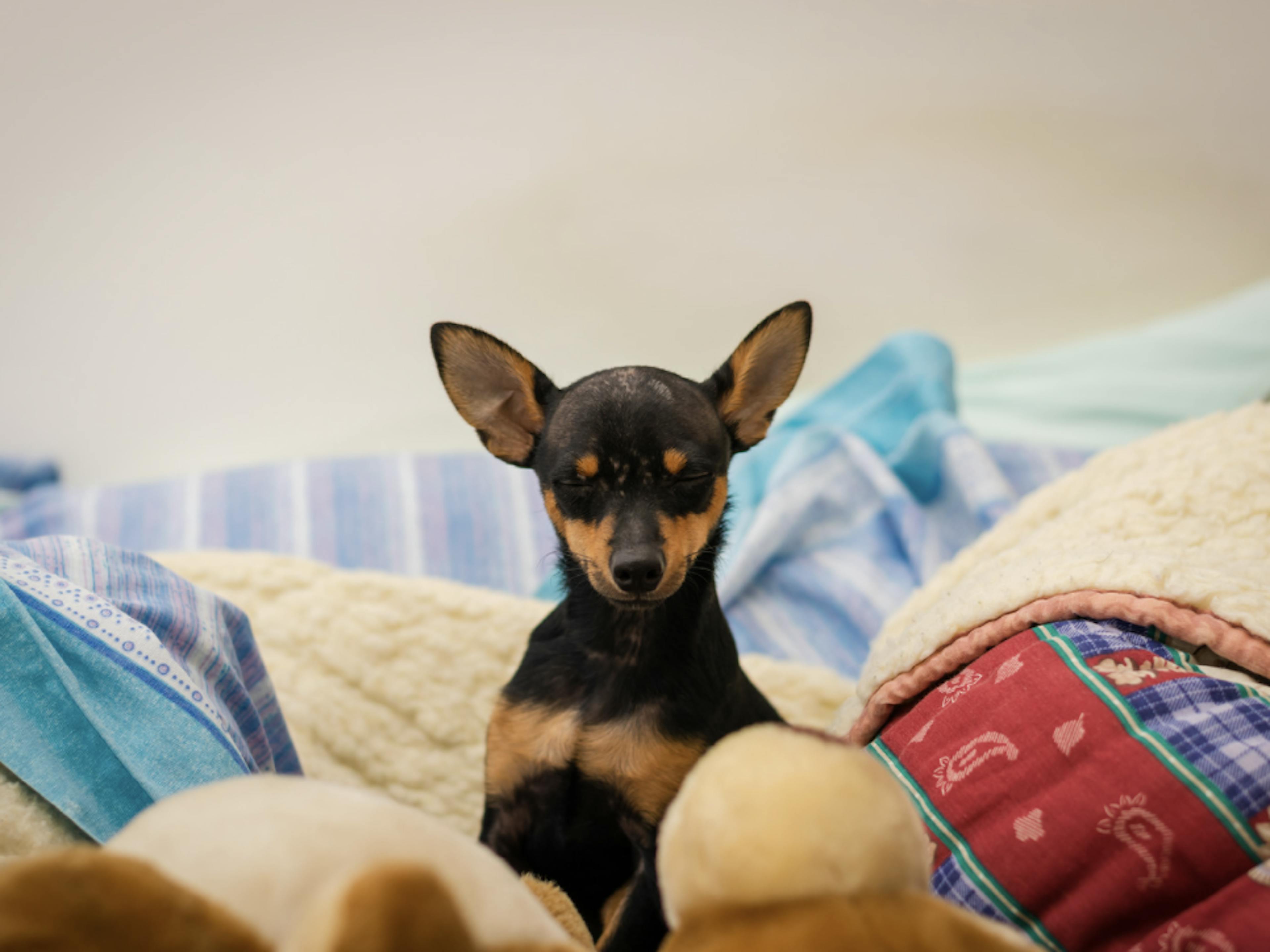 Pinscher nain emmitouflé dans des plaids