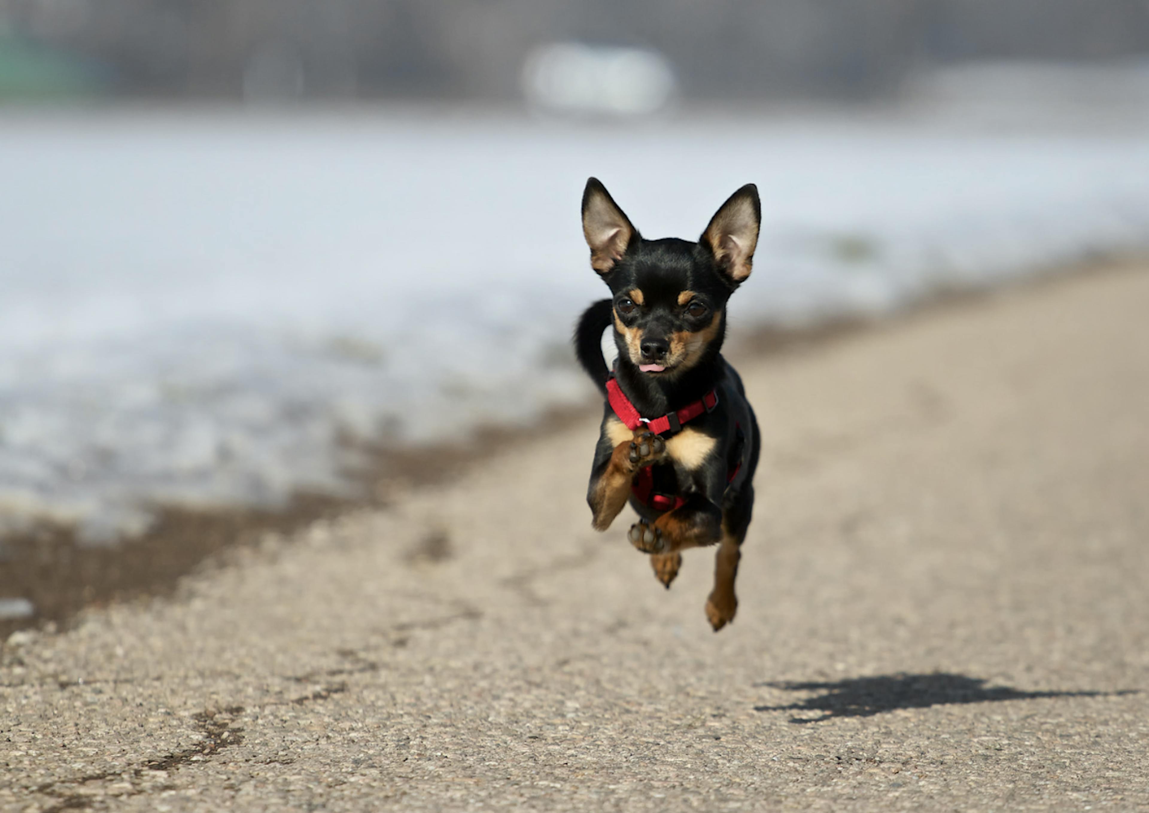 Pinscher qui court sur la plage