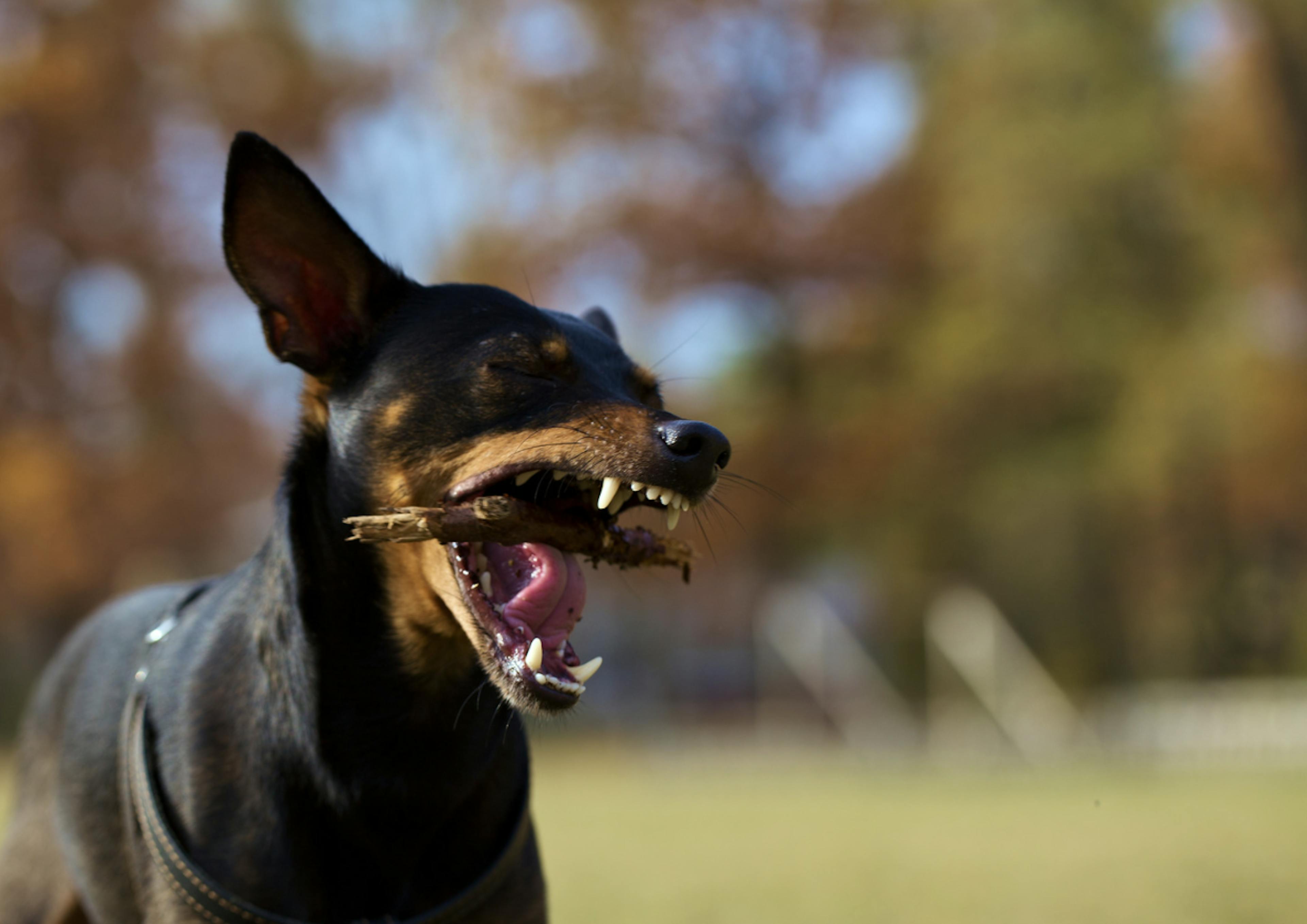 Pinscher nain qui mange un bâton