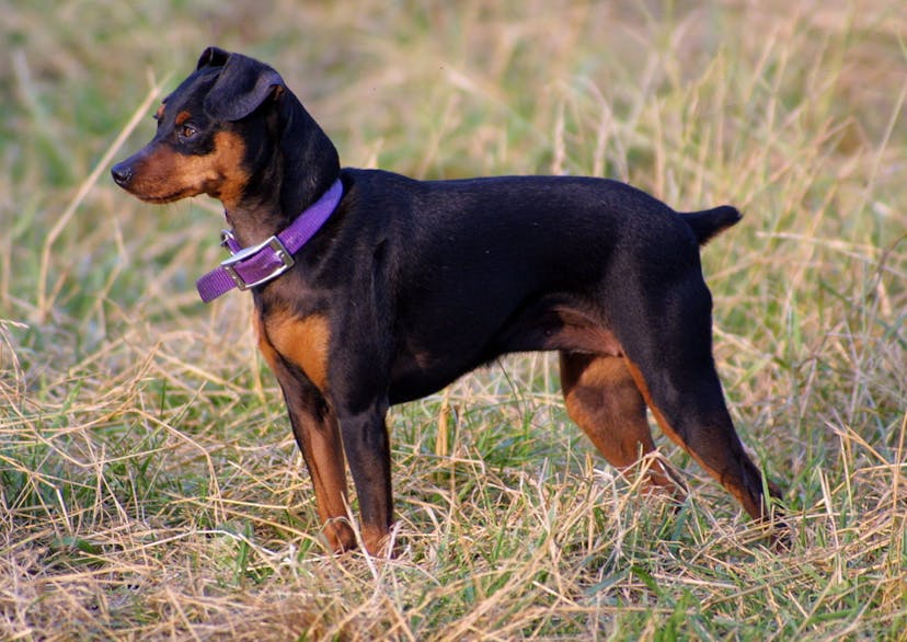 Pinscher nain avec un joli collier violet