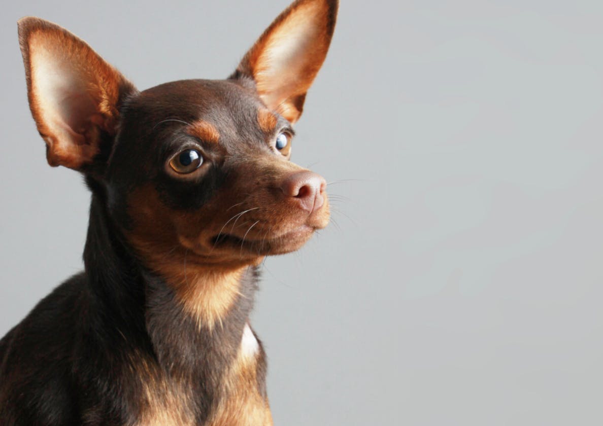 Visage attendrissant d'un Pinscher nain