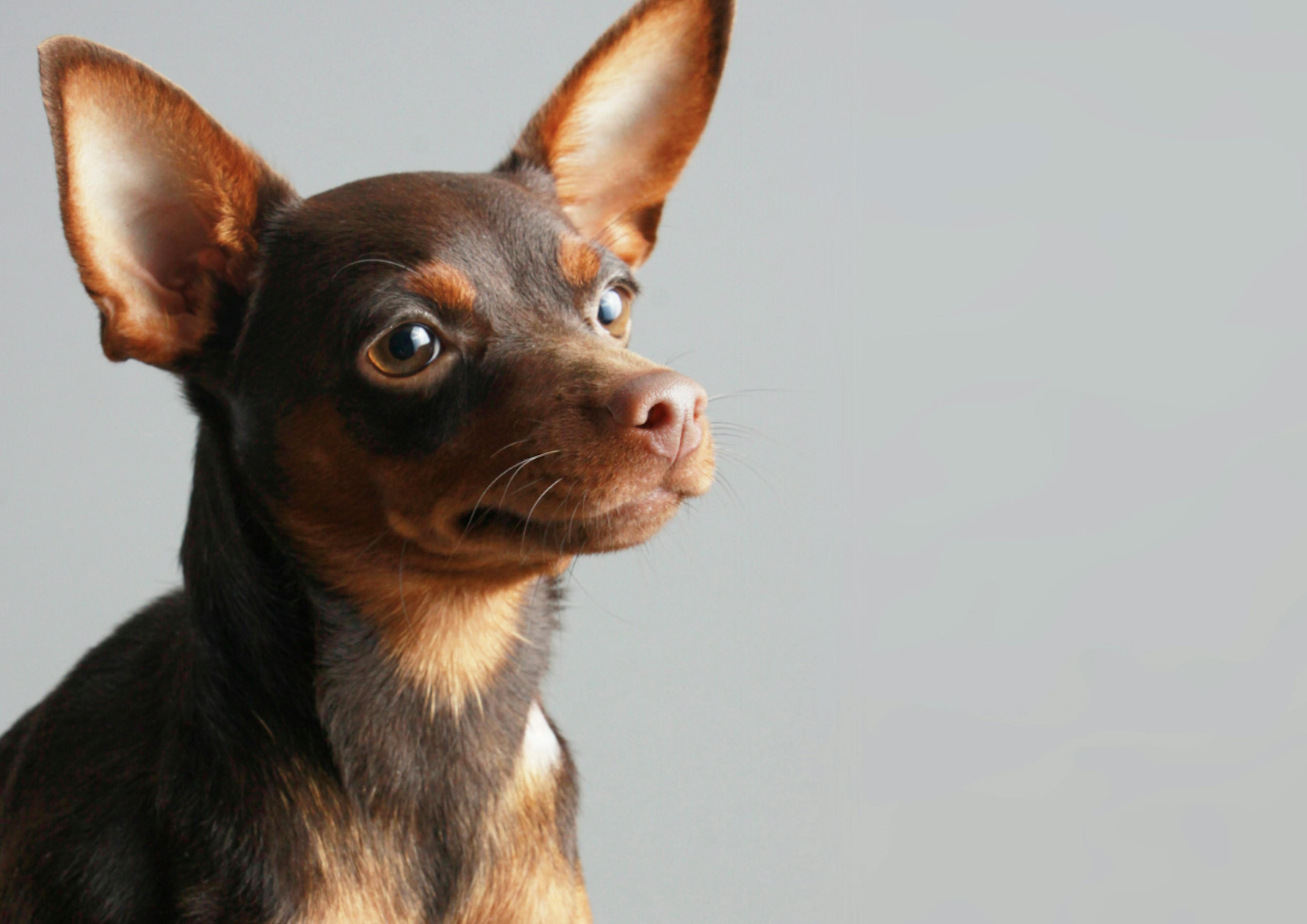 Visage attendrissant d'un Pinscher nain 