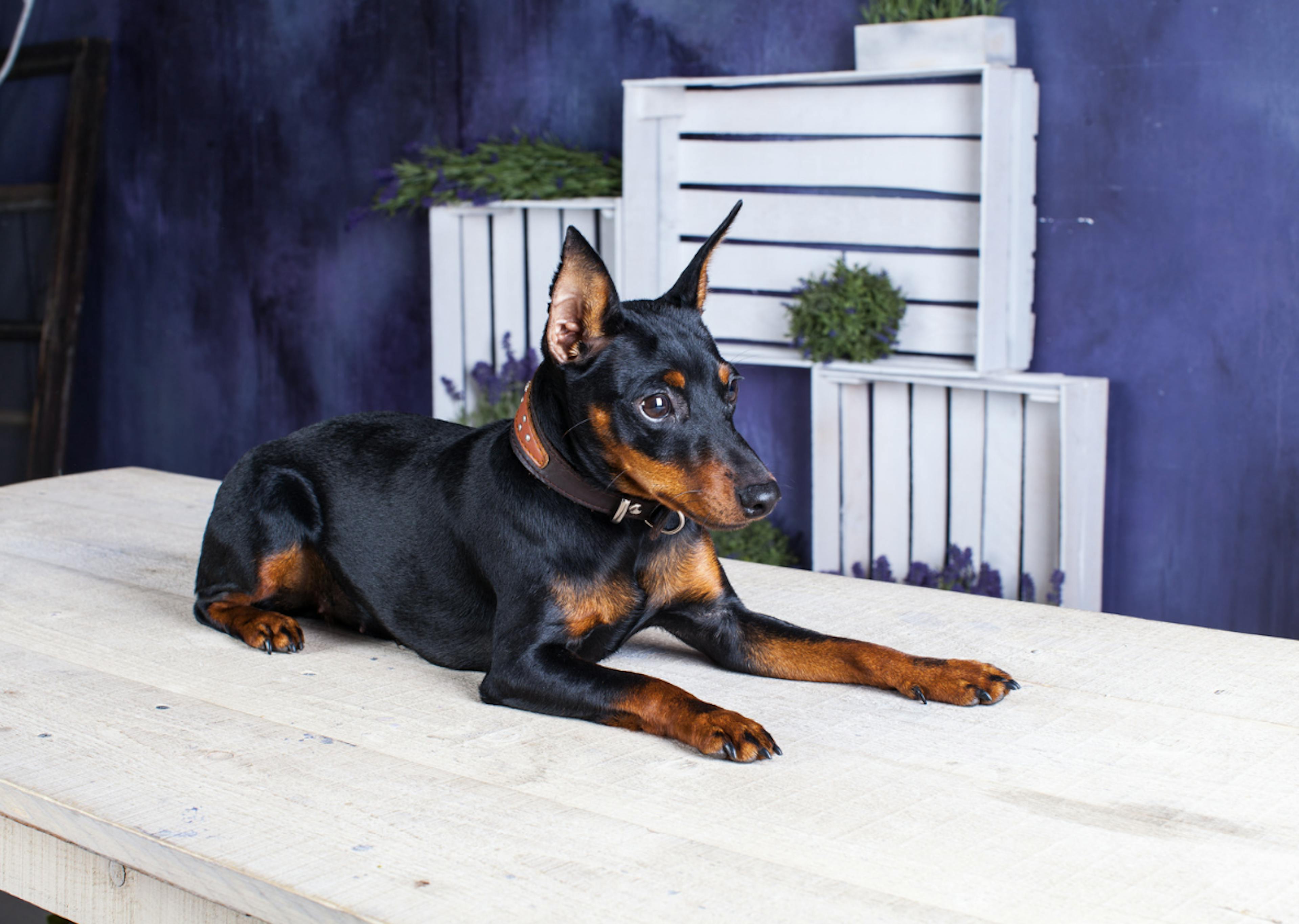 Pinscher Nain assis sur une table en bois