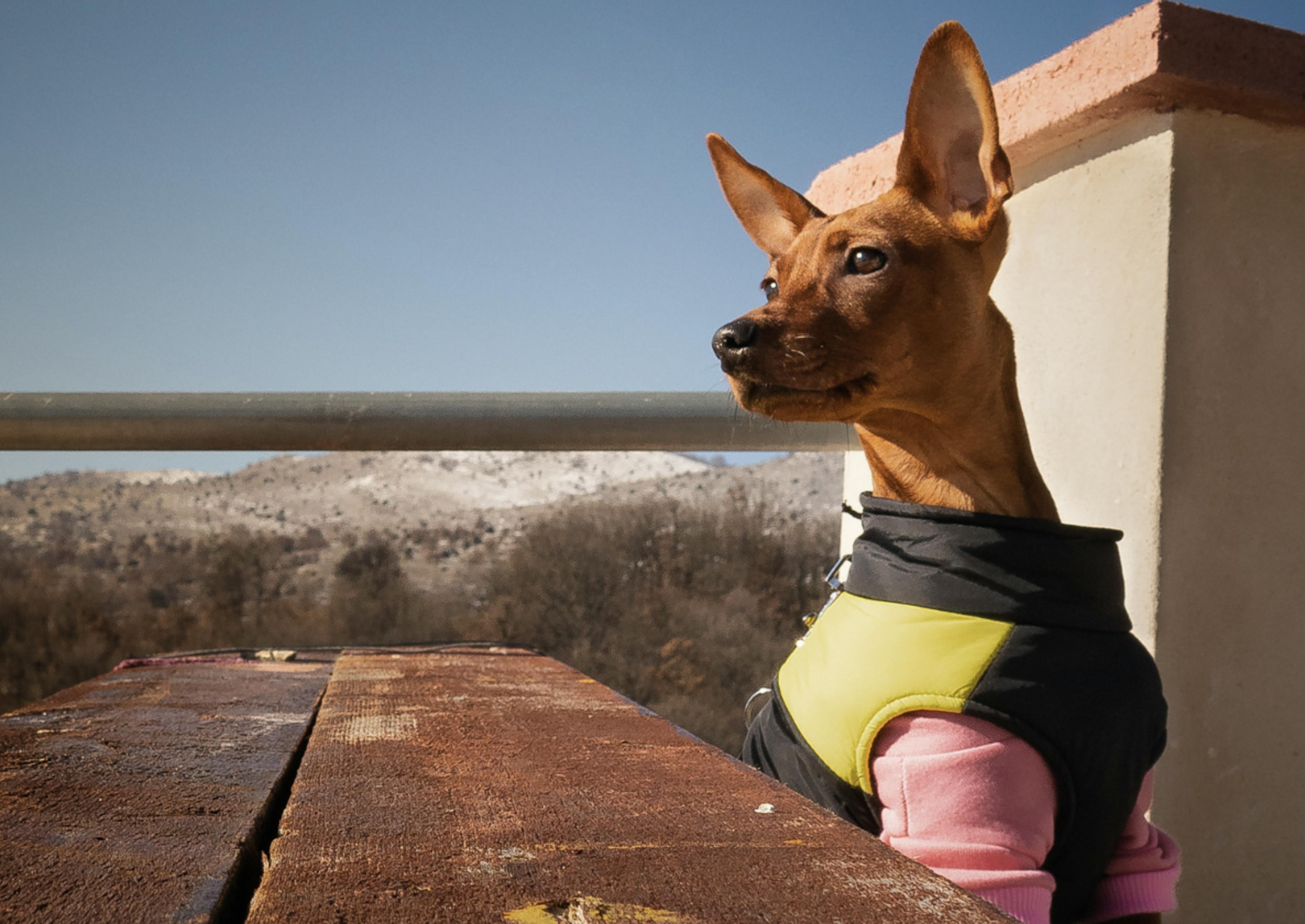 Joli Pinscher nain avec un manteau coloré