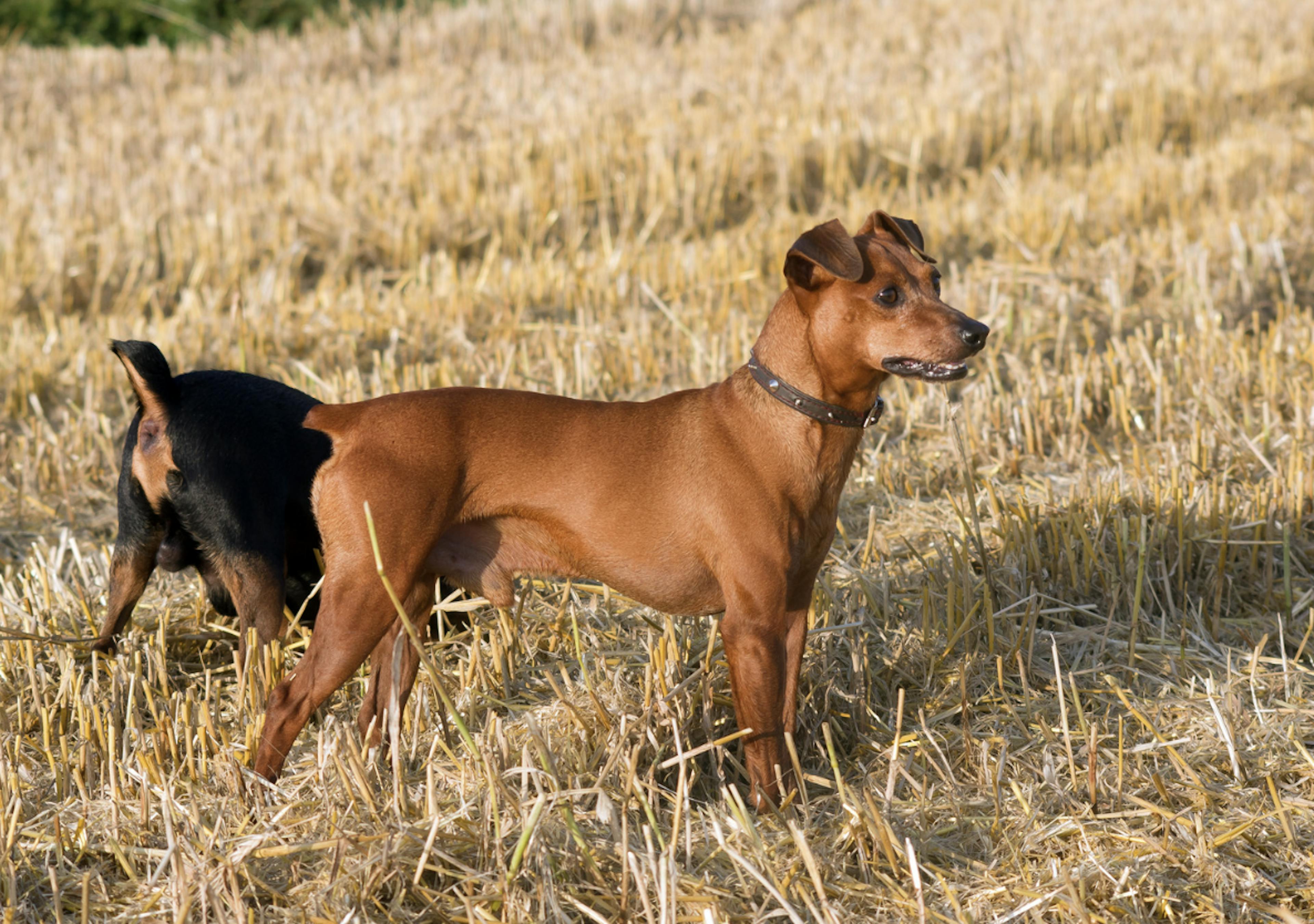 Deux Pinscher dans un champs