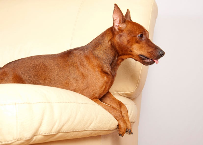 Pinscher couché sur un canapé jaune