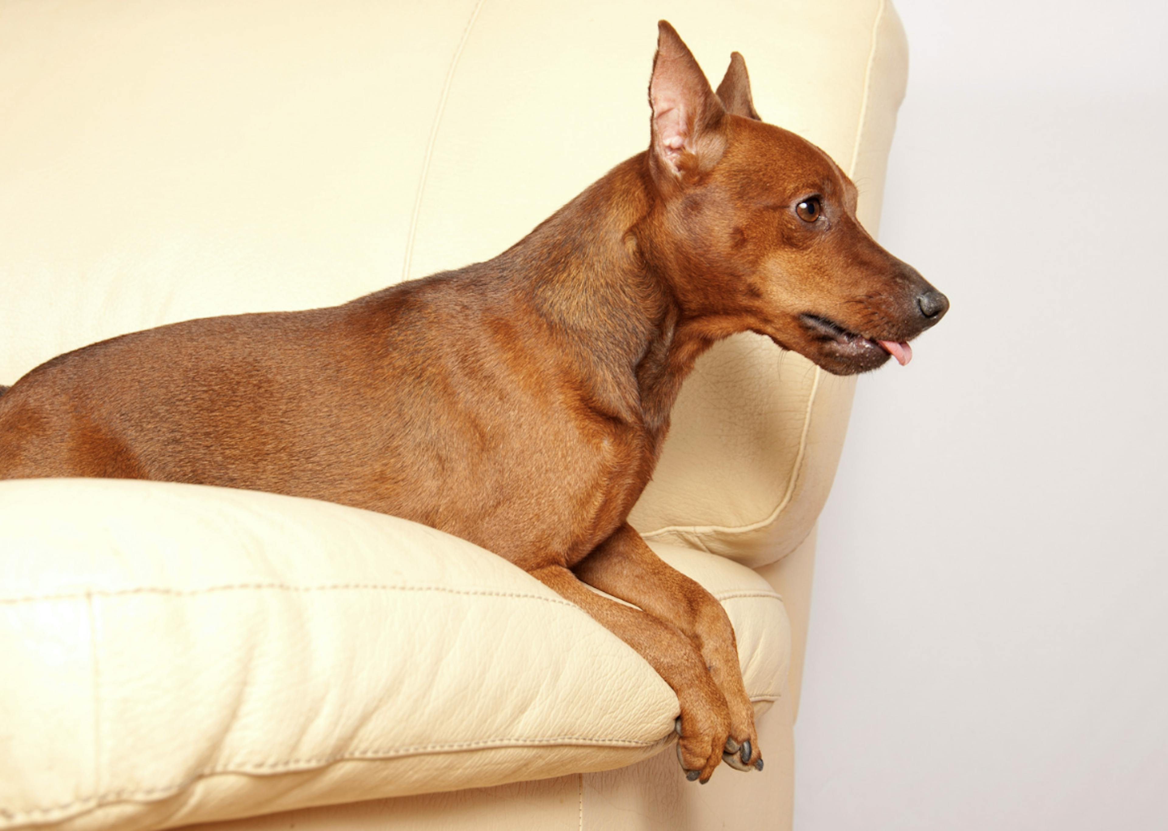 Pinscher couché sur un canapé jaune