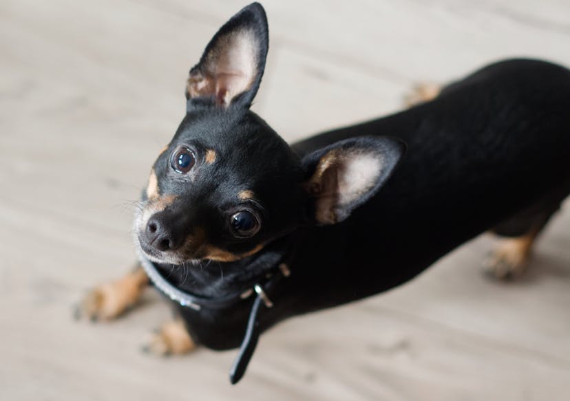 Pinscher nain avec un beau regard