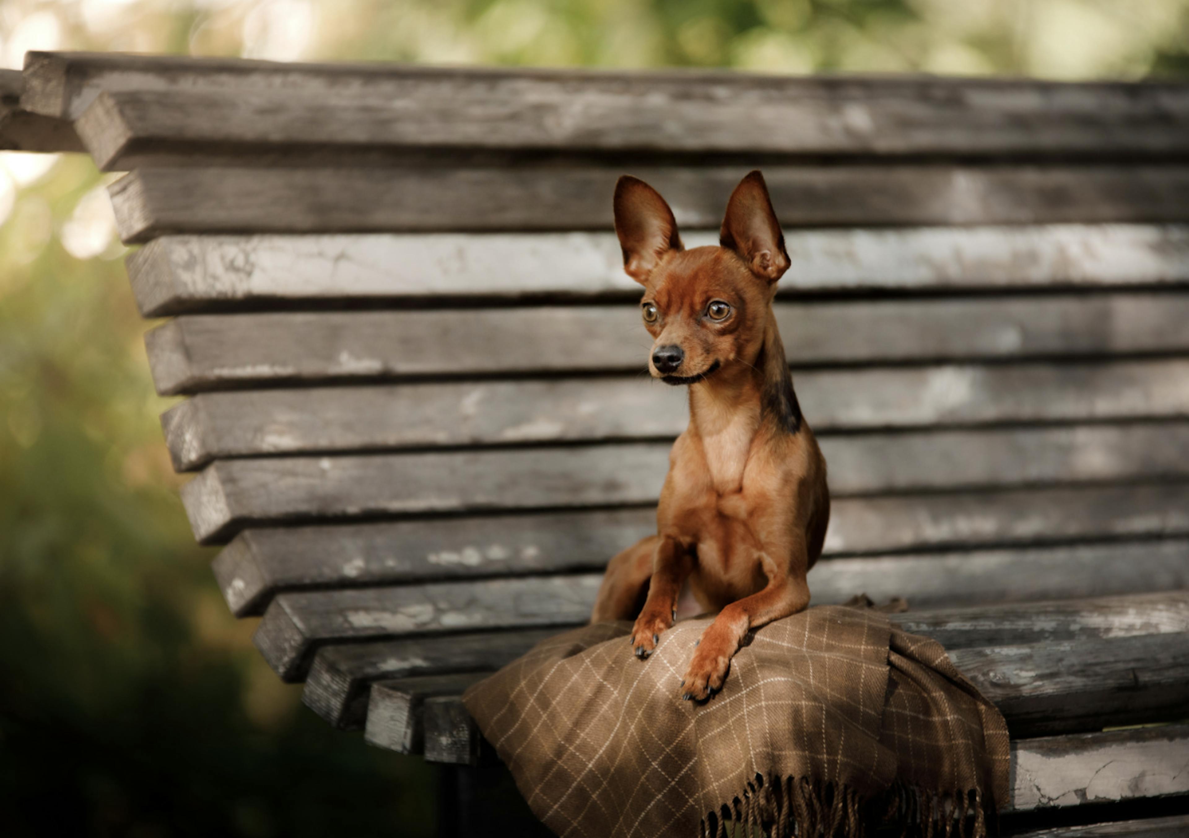 Pinscher couché sur un banc