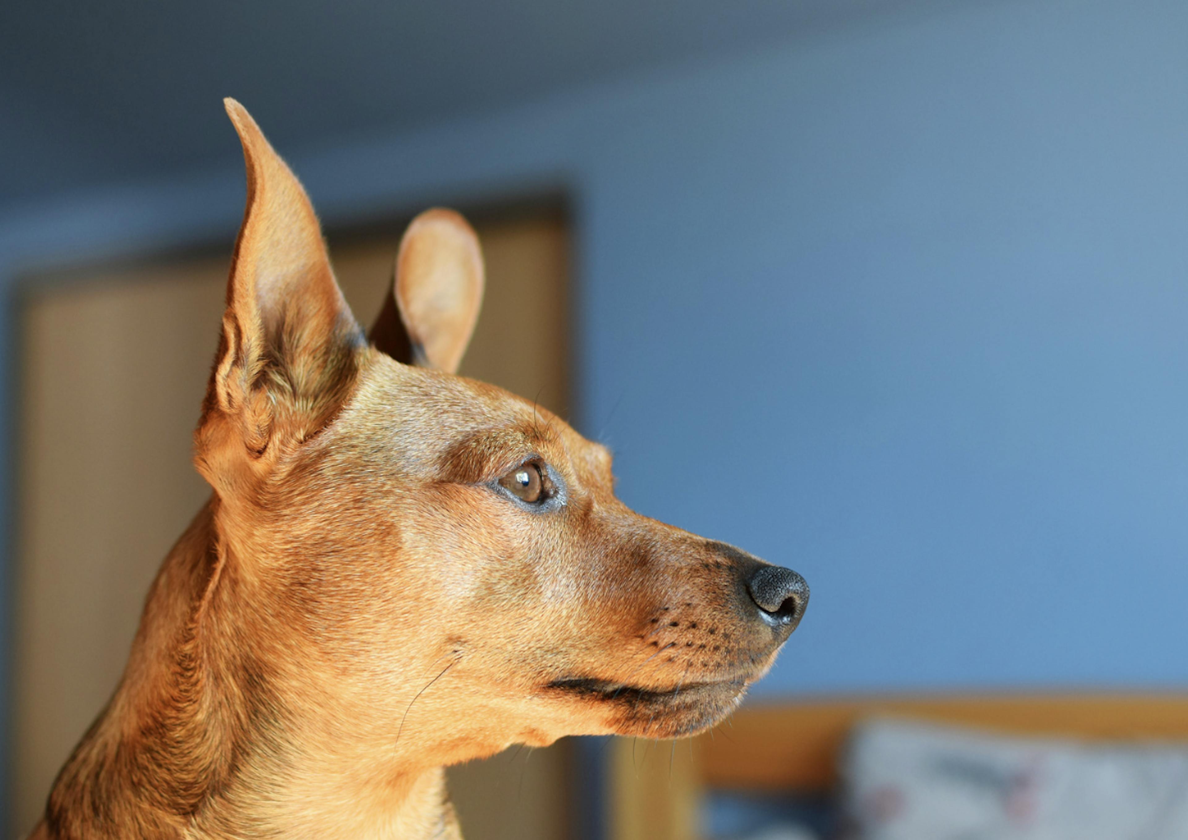 Joli Pinscher Nain qui regarde à travers la fenêtre