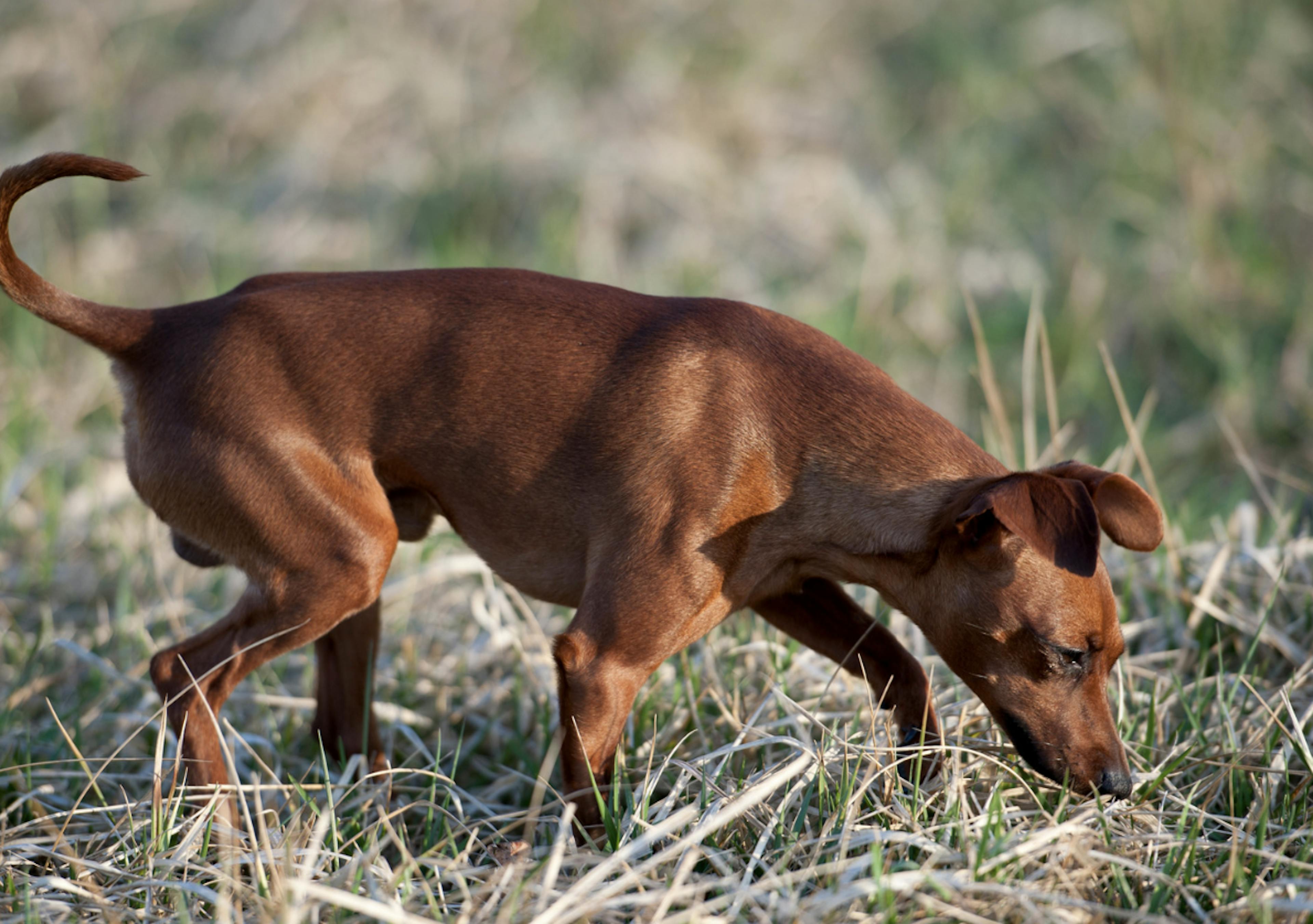 Pinscher qui suit des odeurs dans l'herbe