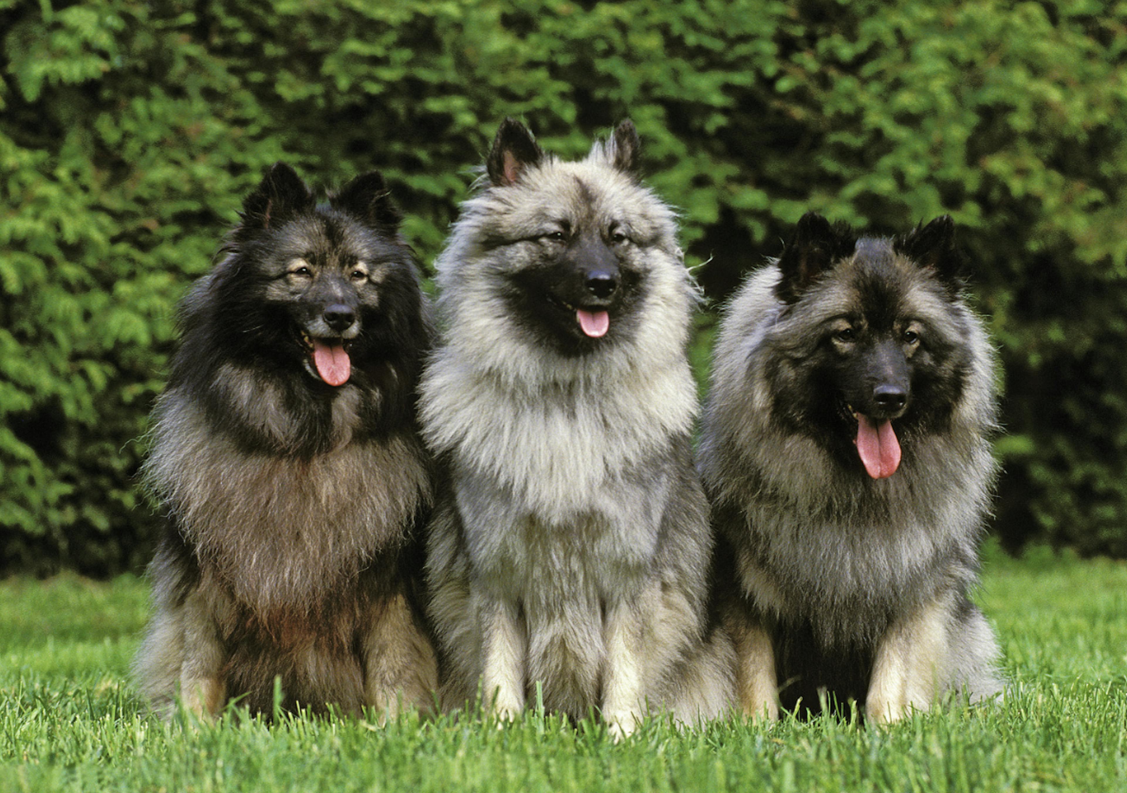 Trois Spitz Loup assis dans l'herbe