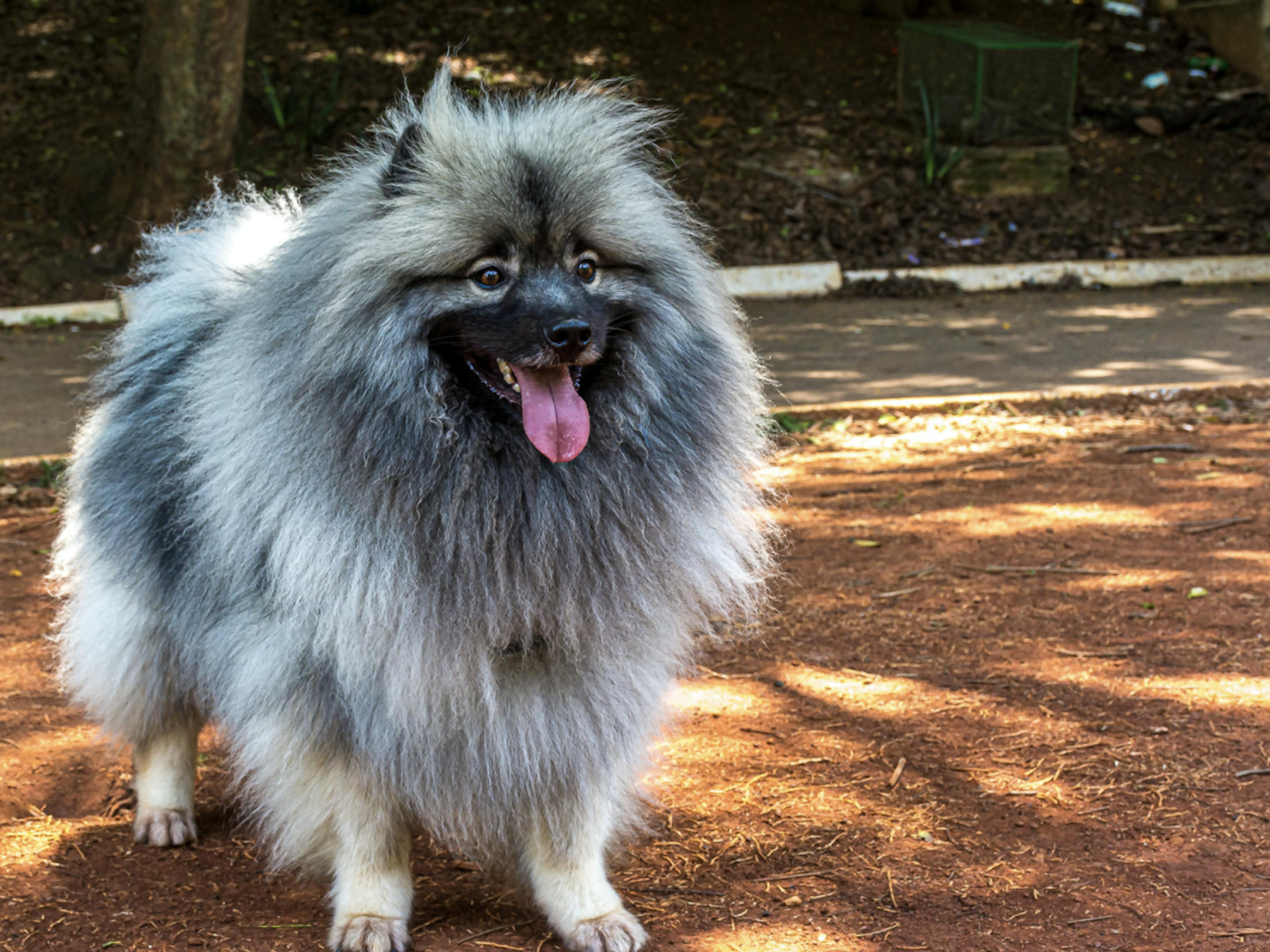 Spitz Loup sur un terrain de tennis