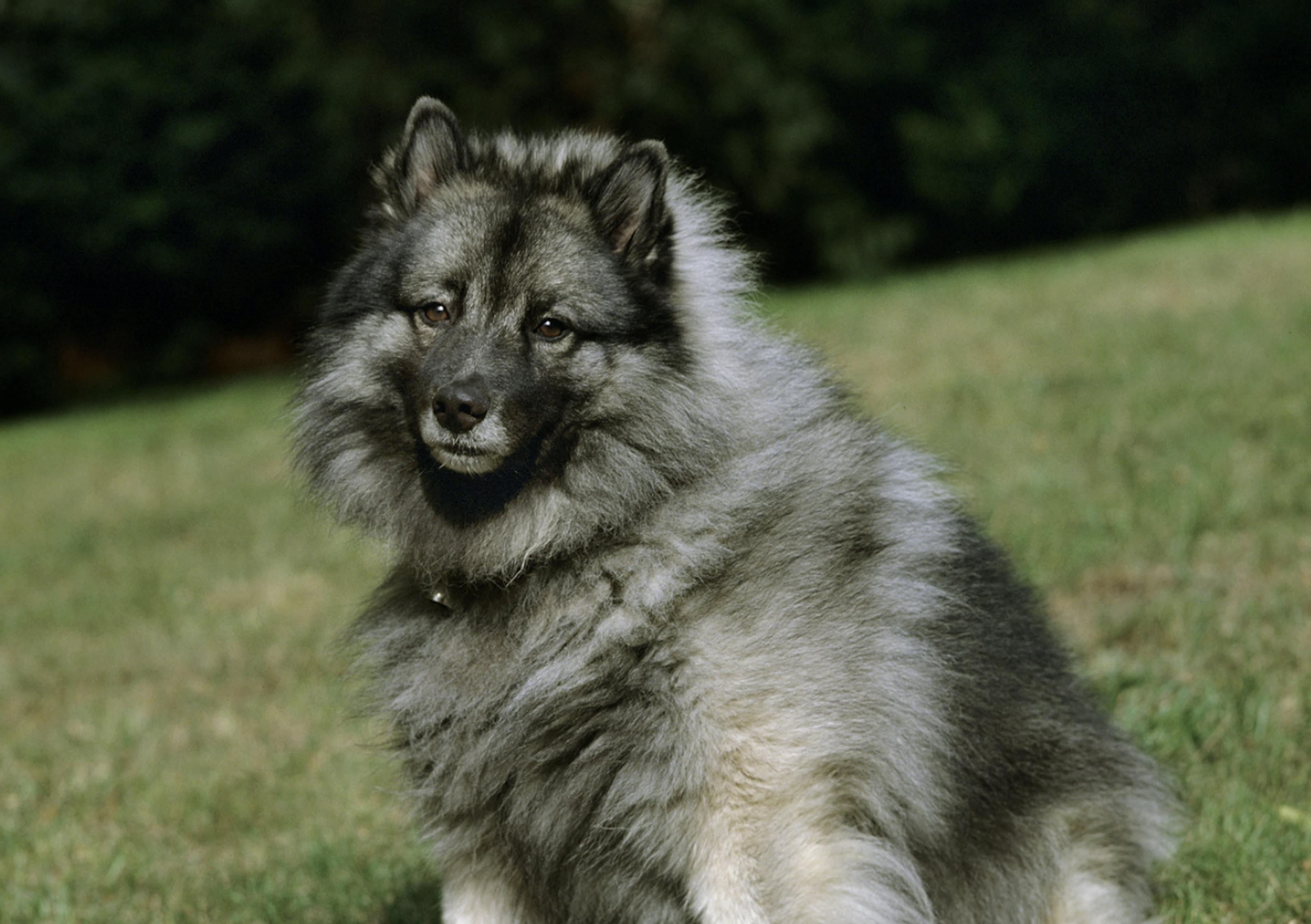 Spitz Loup qui regarde l'objectif