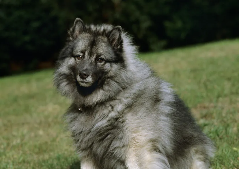 Spitz Loup qui regarde l'objectif