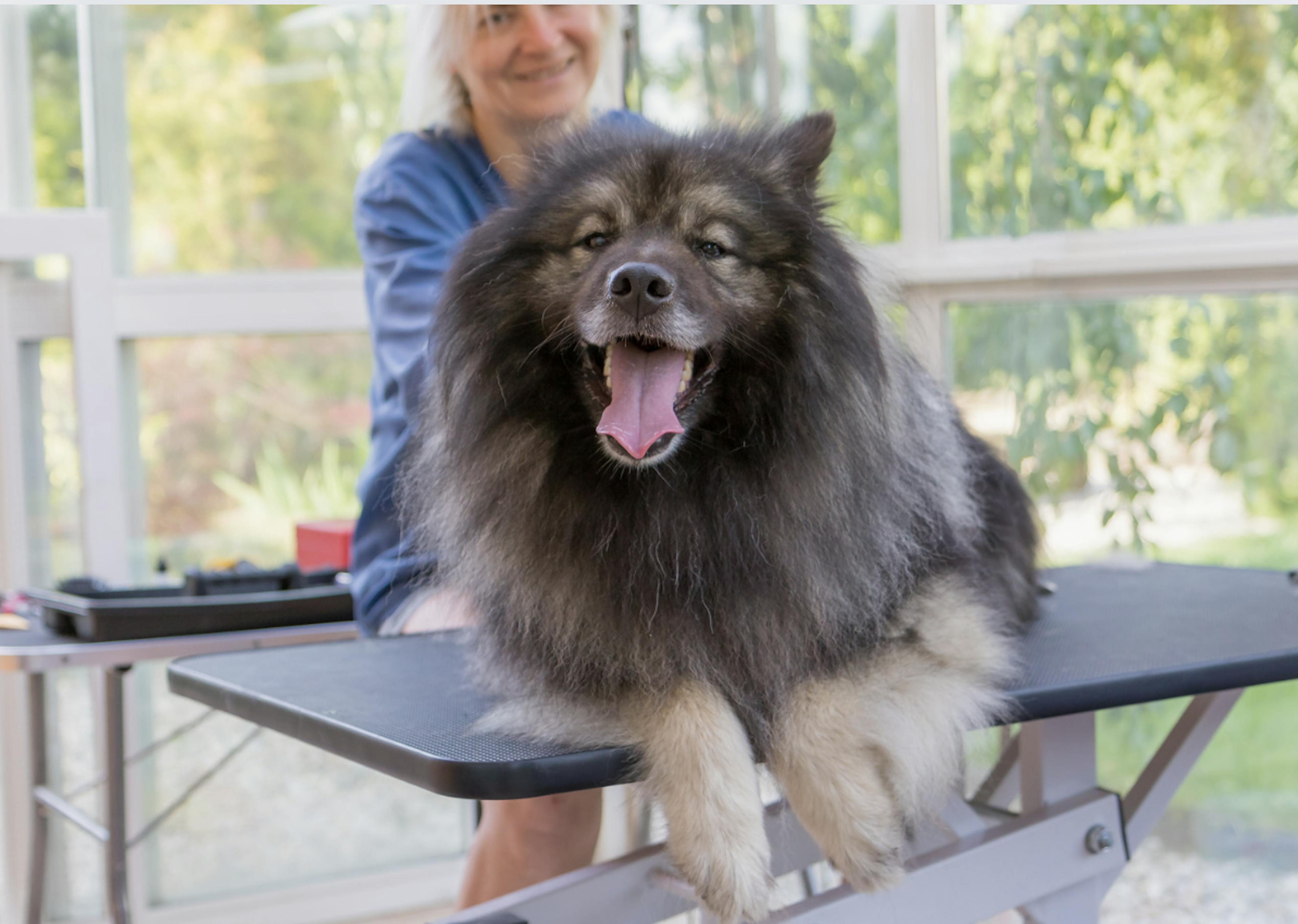 Spitz Loup couché sur la table du vétérinaire