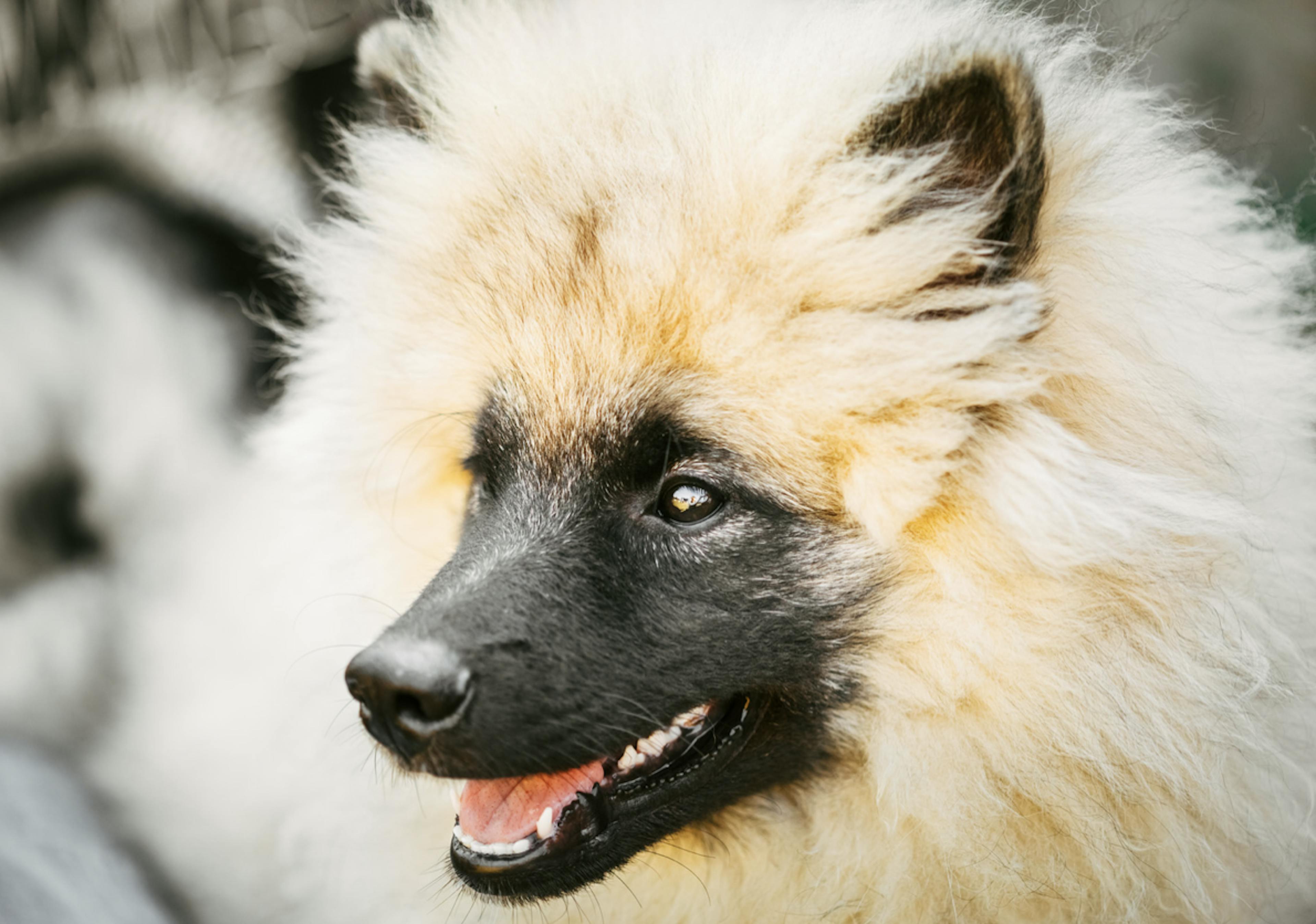 Visage d'un chiot Spitz Loup