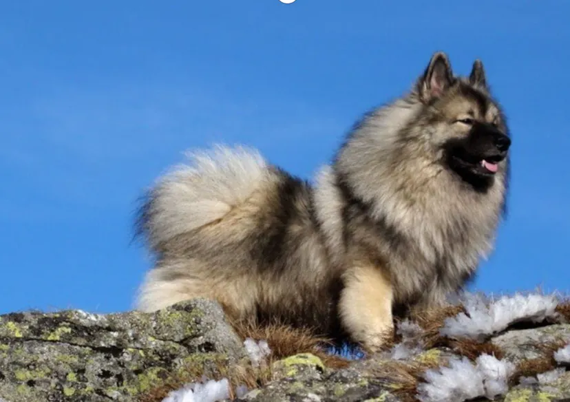 Spitz Loup debout sur un rocher