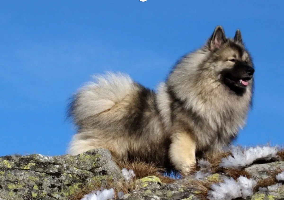 Spitz Loup : Caractère, santé, éducation, prix et alimentation