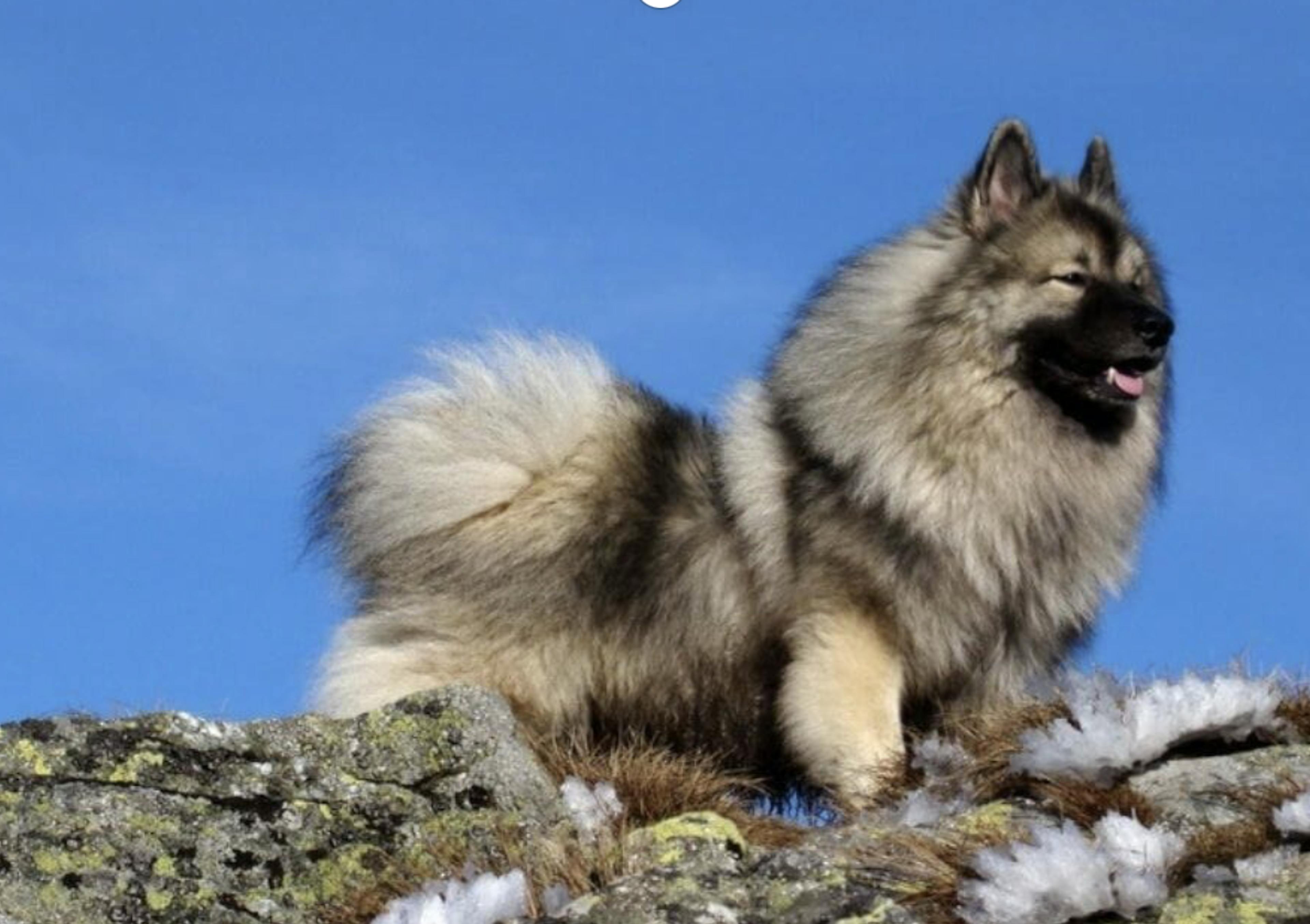 Spitz Loup debout sur un rocher