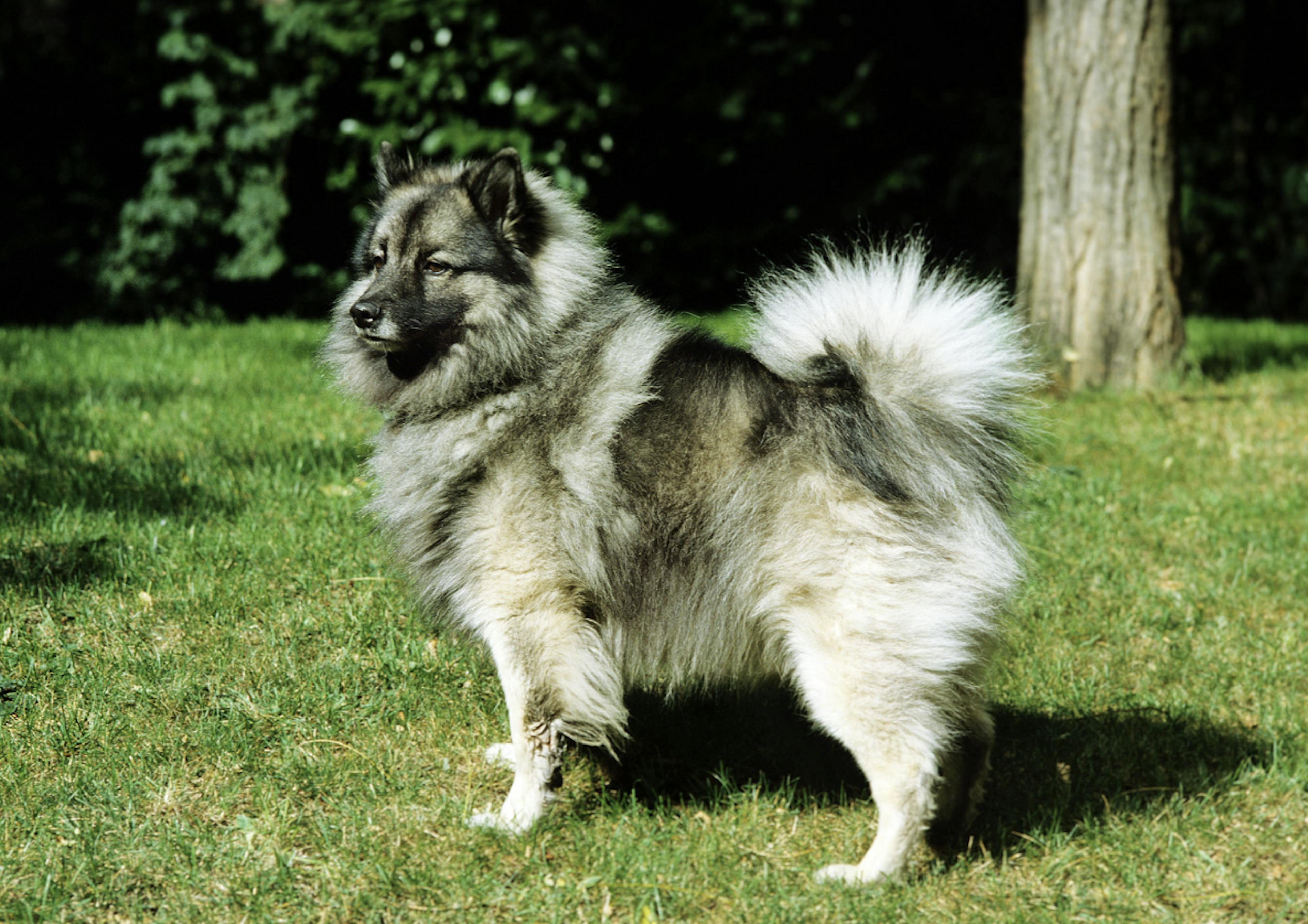 Spitz Loup qui pose fièrement dans l'herbe