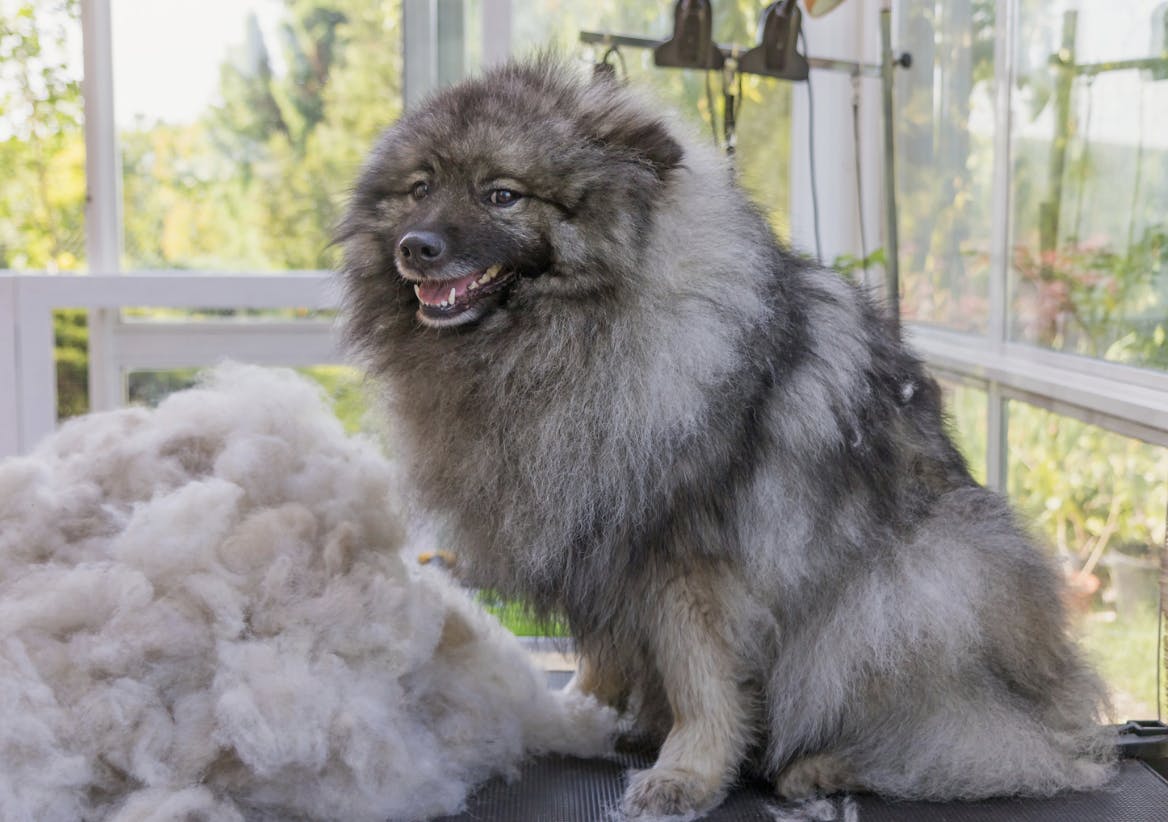 Spitz Loup qui fait une mue