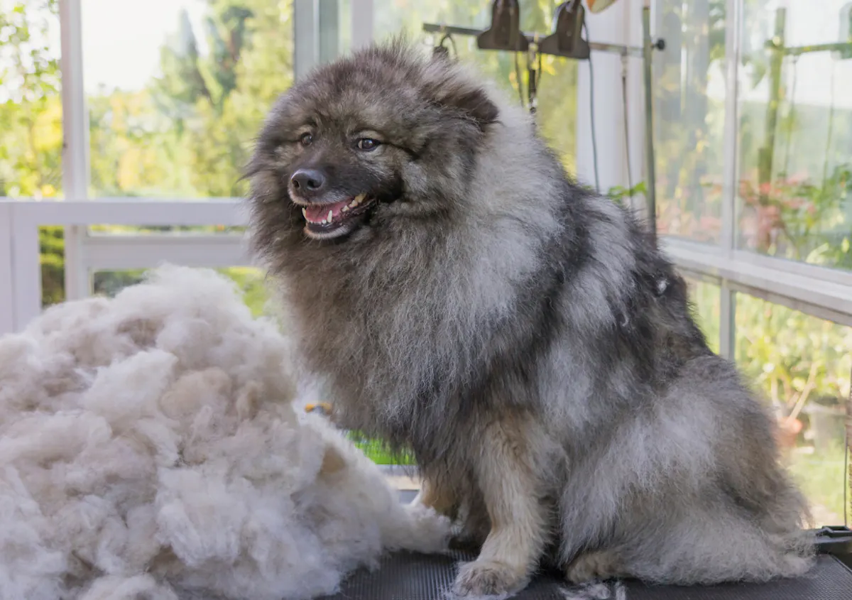 Spitz Loup : Caractère, santé, éducation, prix et alimentation