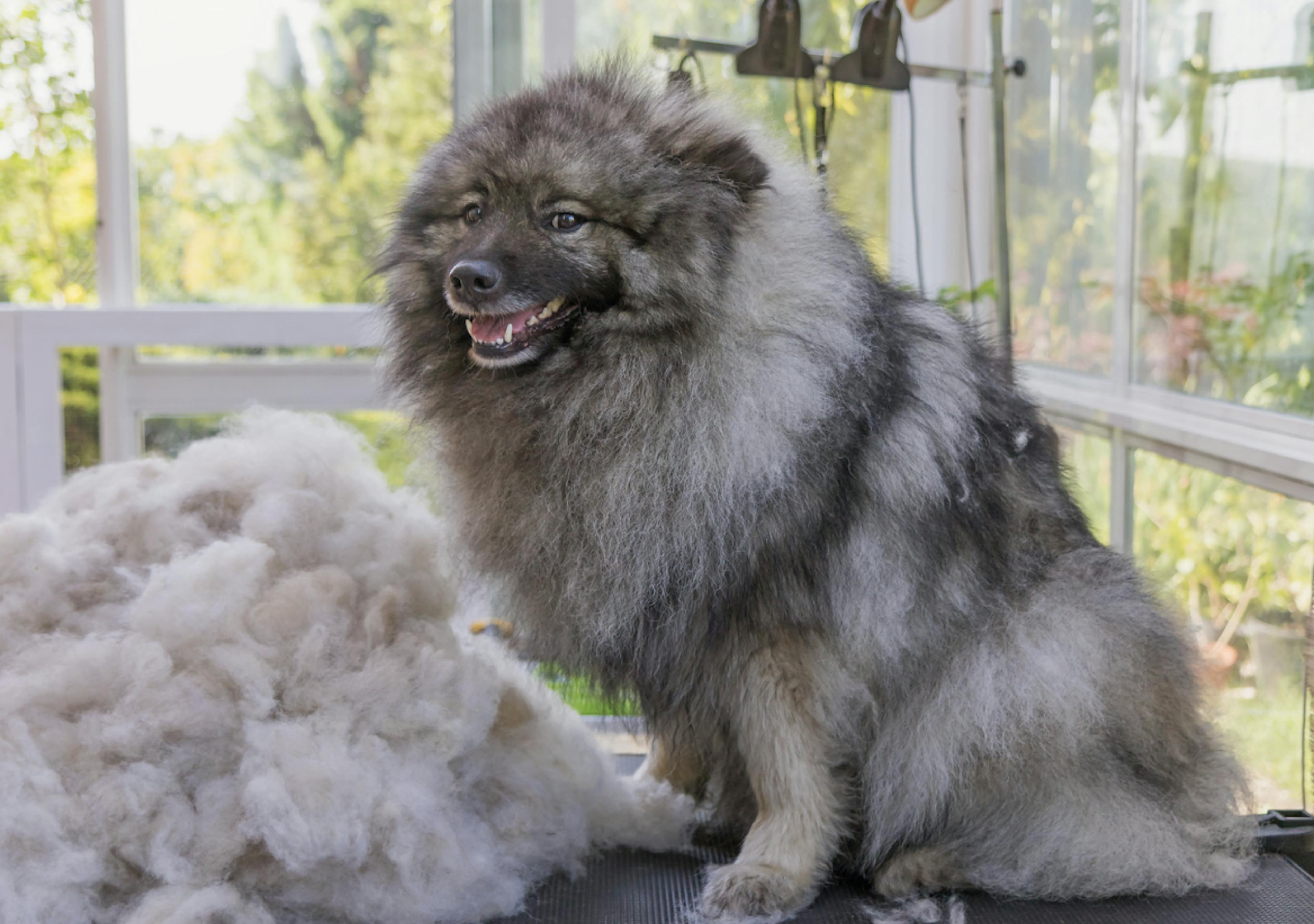 Spitz Loup qui fait une mue 