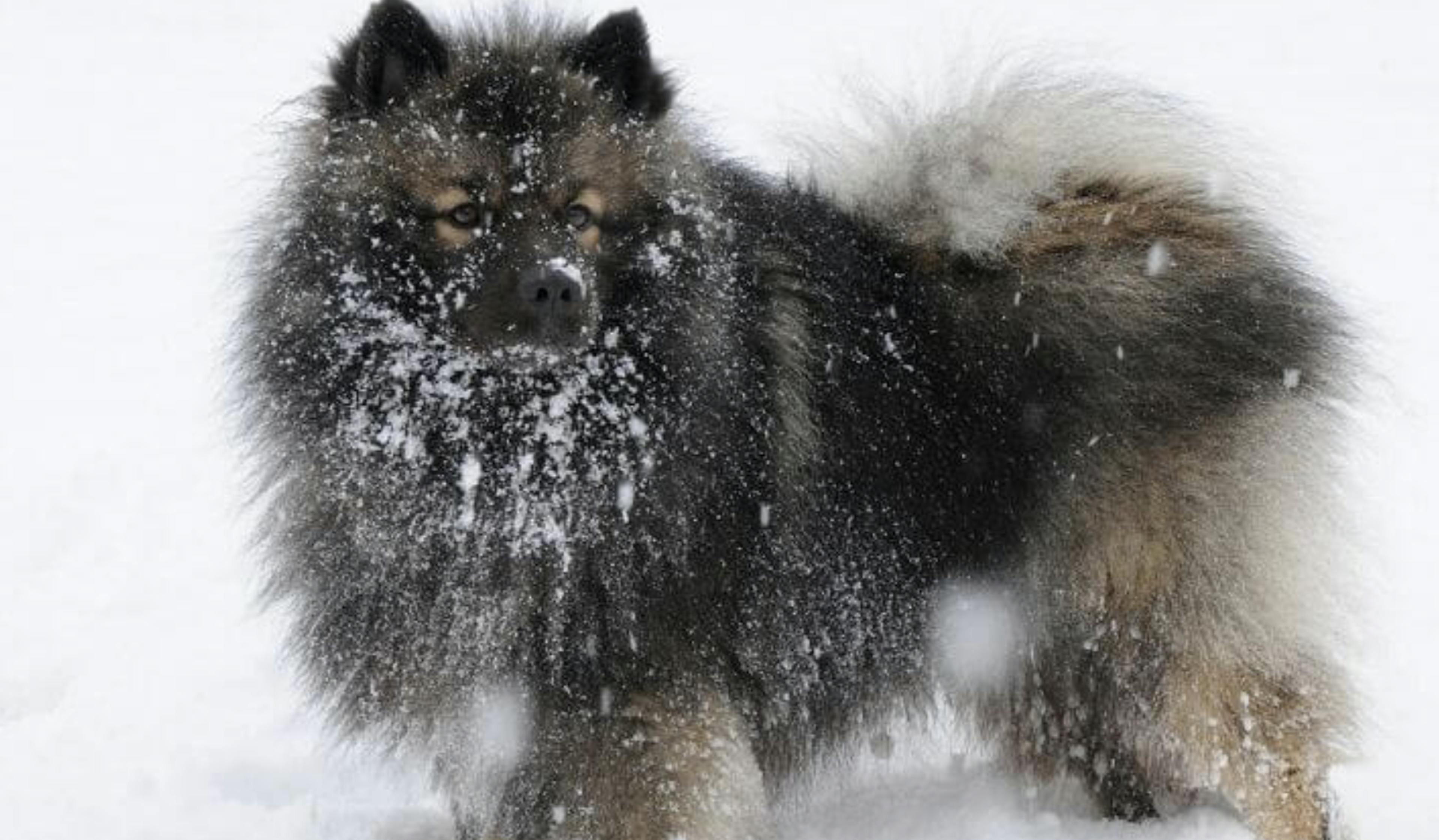 Spitz Loup dans la neige
