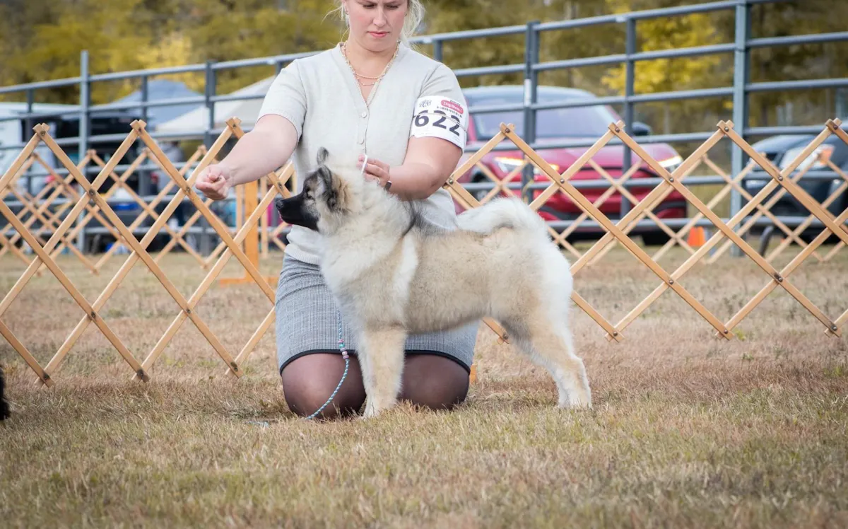 Chiot Spitz Loup qui s'entraine pour défiler