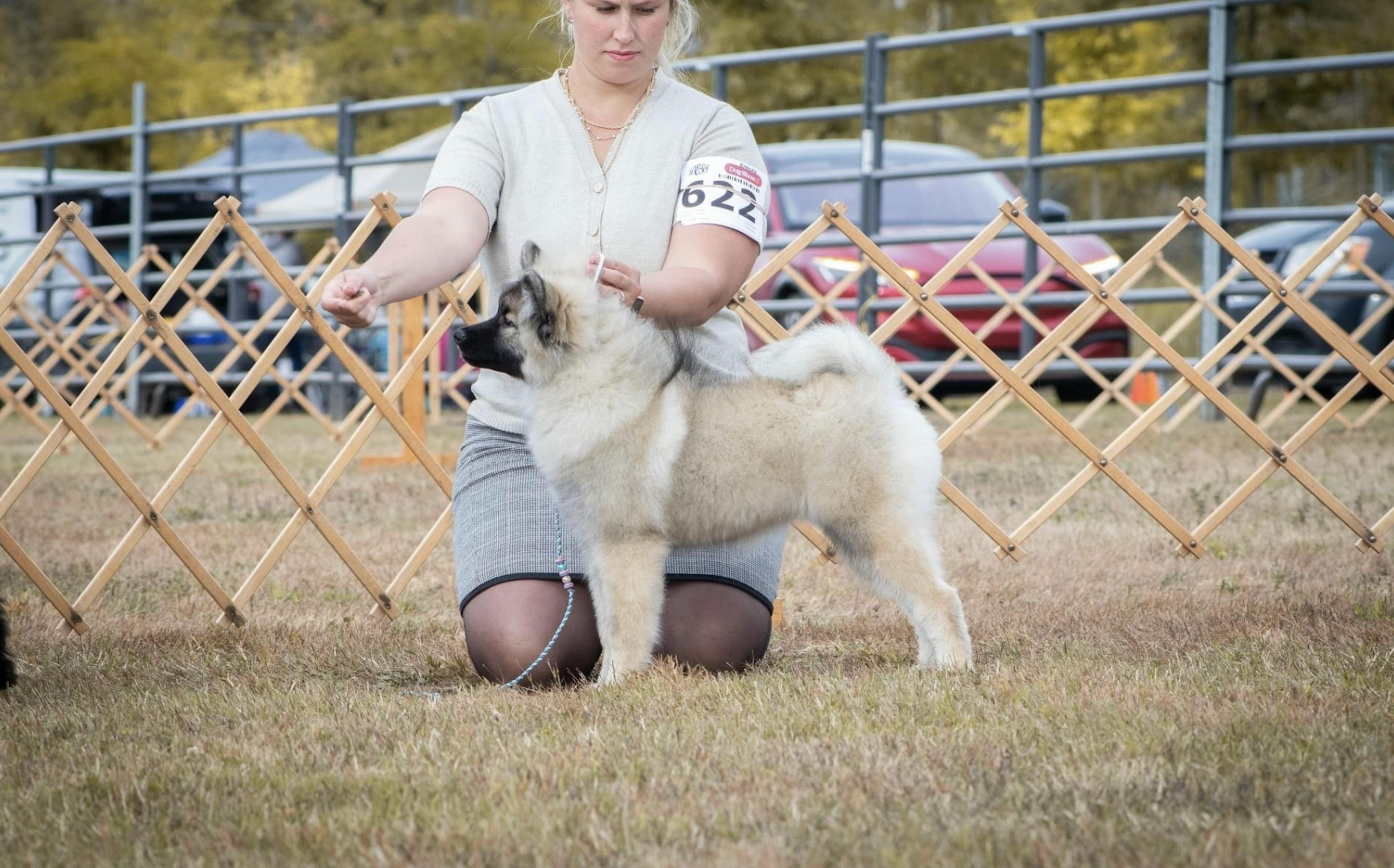 Chiot Spitz Loup qui s'entraine pour défiler