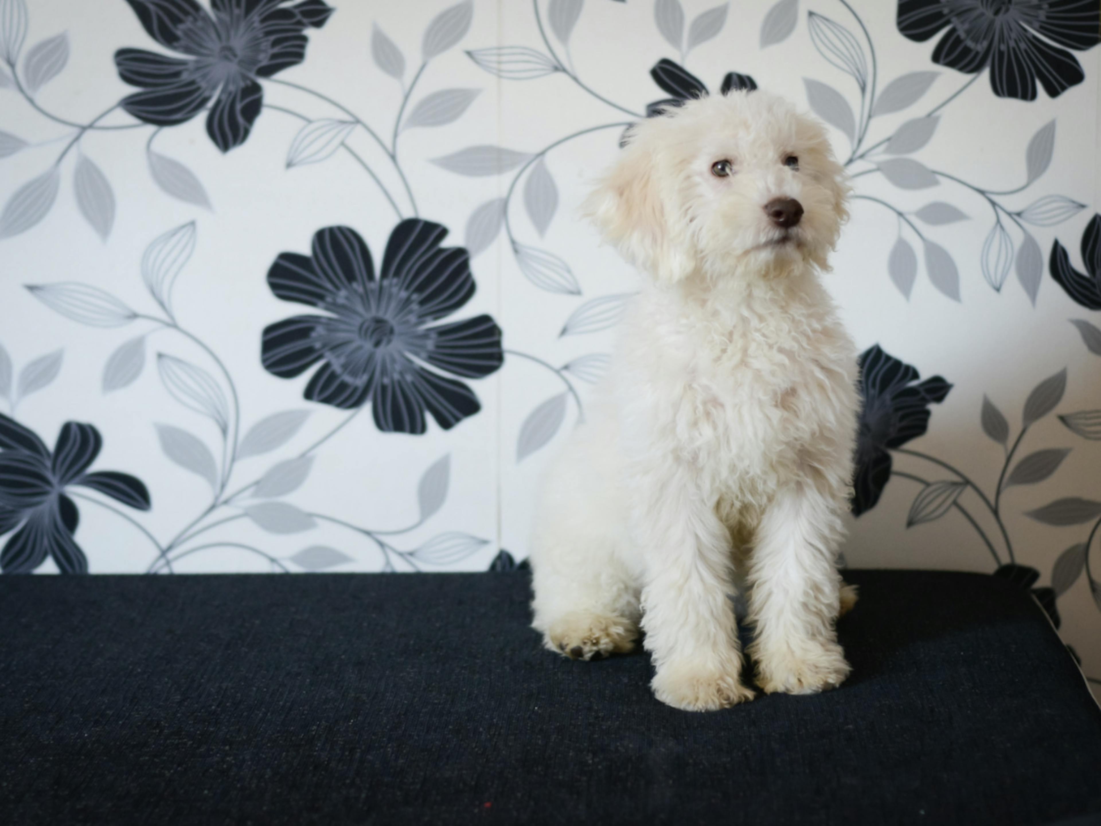 Bichon Havanais assis fièrement devant un fond fleuri 