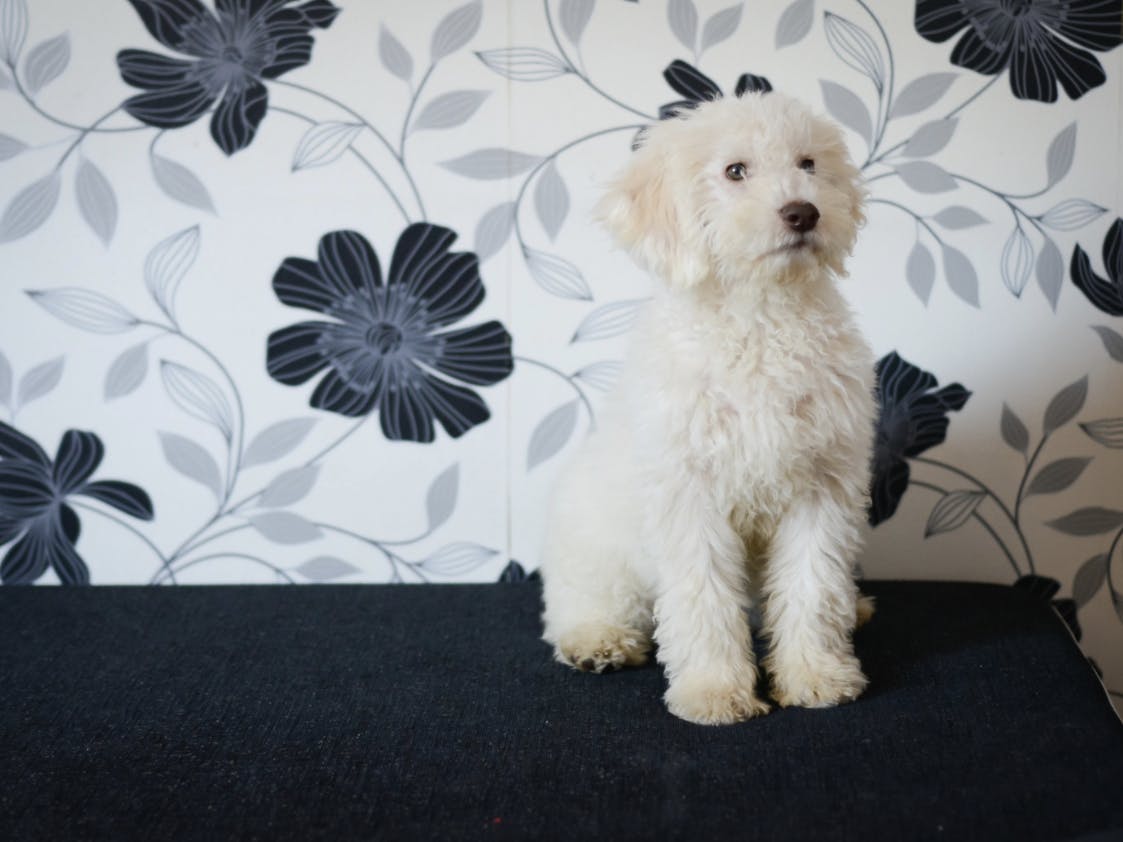 Bichon Havanais assis fièrement devant un fond fleuri