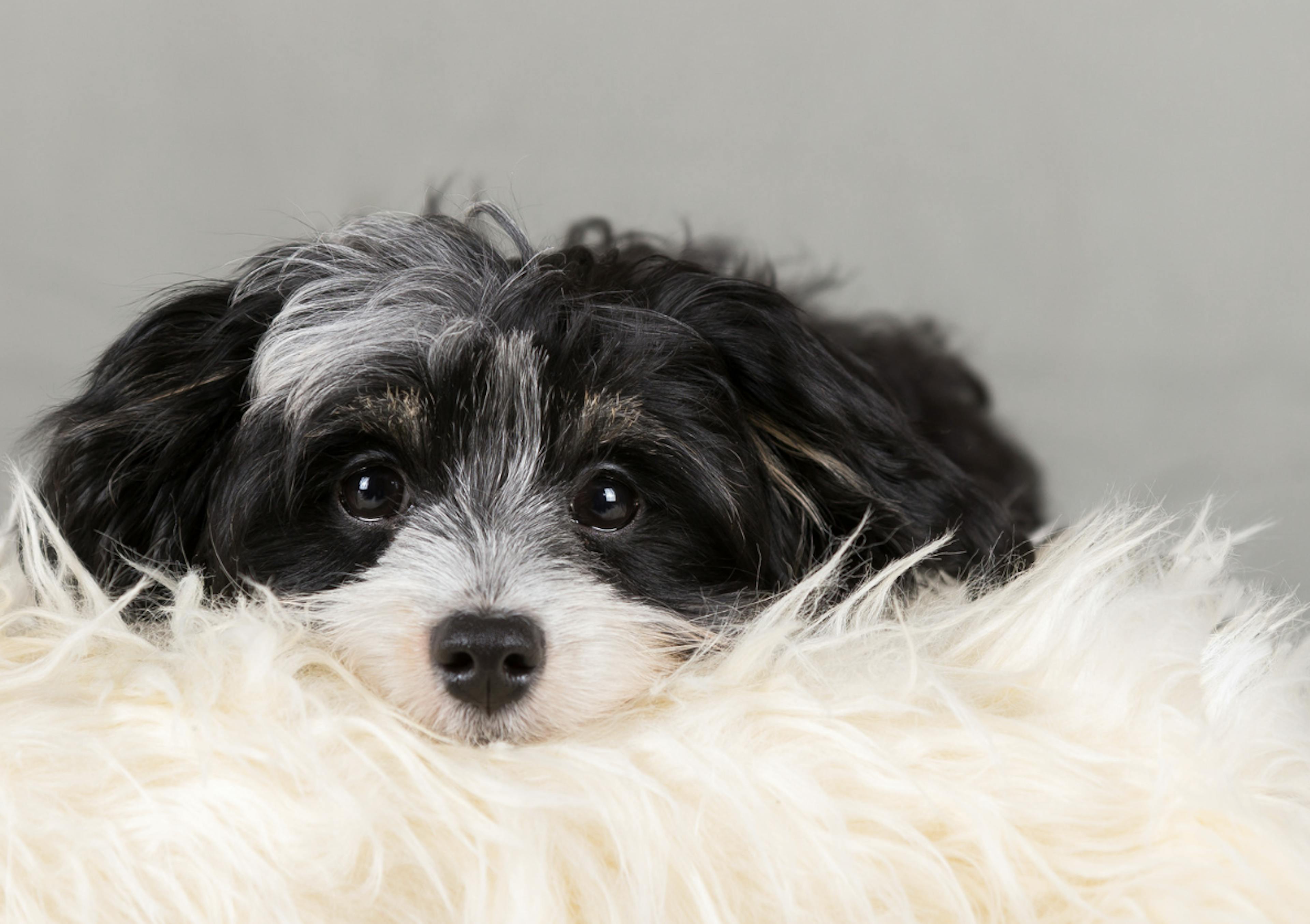 Tête posée sur un plaid à fourrure d'un bichon havanais noir et blanc