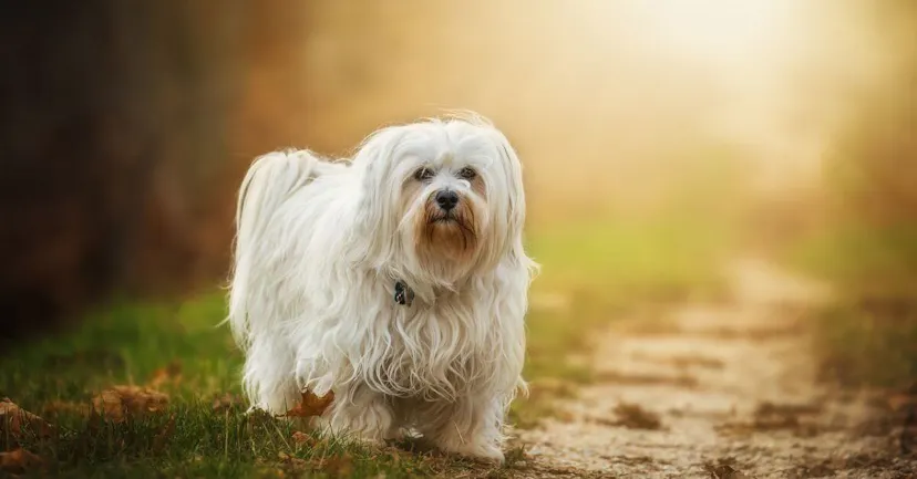 Bichon Havanais sur un chemin en forêt