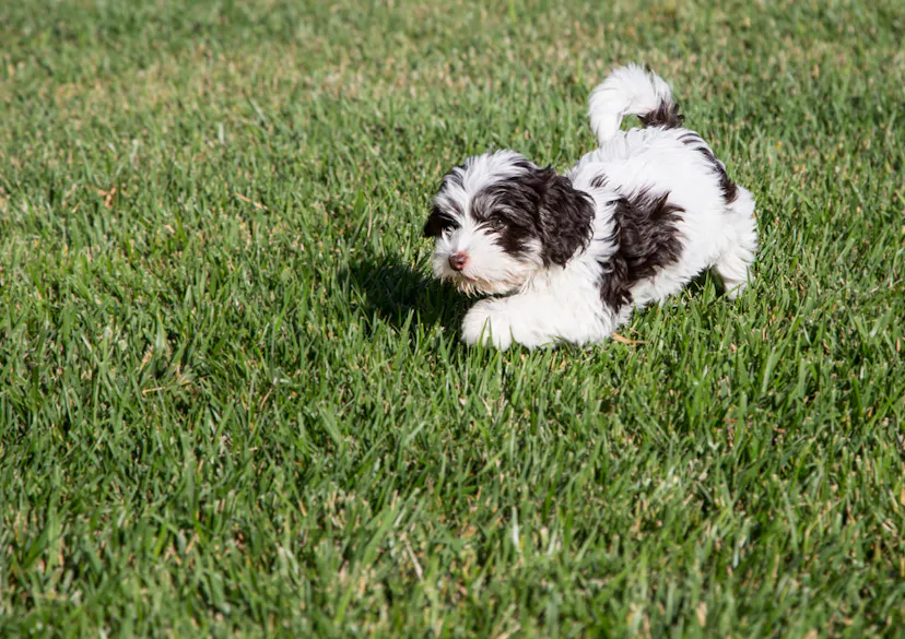 Chiot Bichon Havanais qui marche dans l'herbe