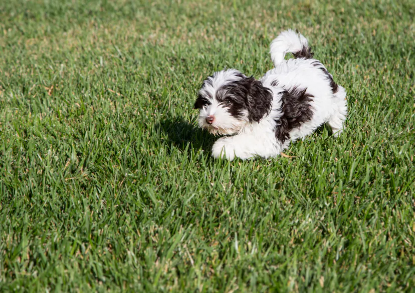Chiot Bichon Havanais qui marche dans l'herbe