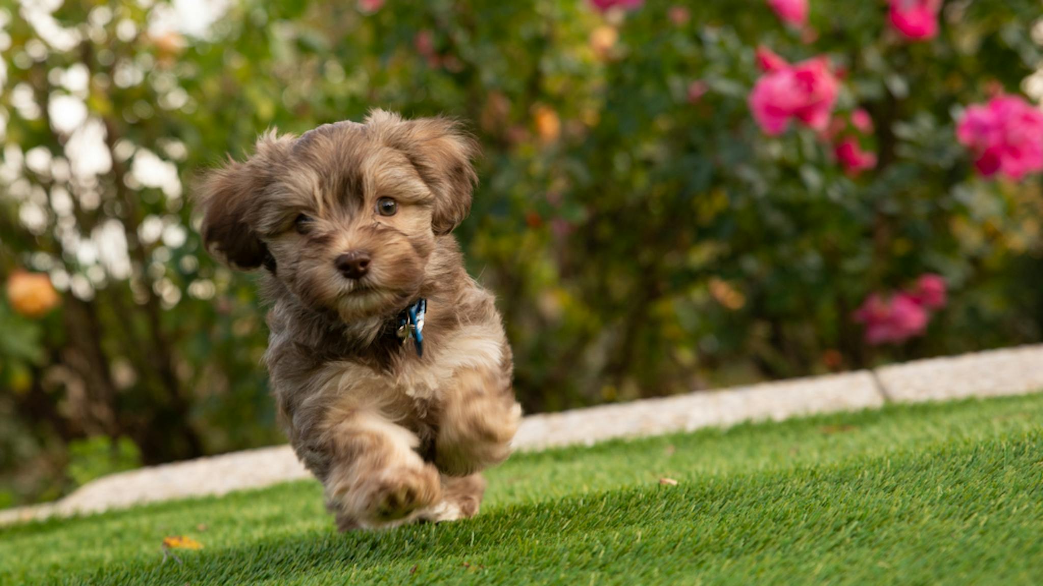 Chiot Bichon Havanais qui court sur l'herbe