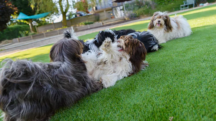 Bichon Havanais qui jouent ensemble 
