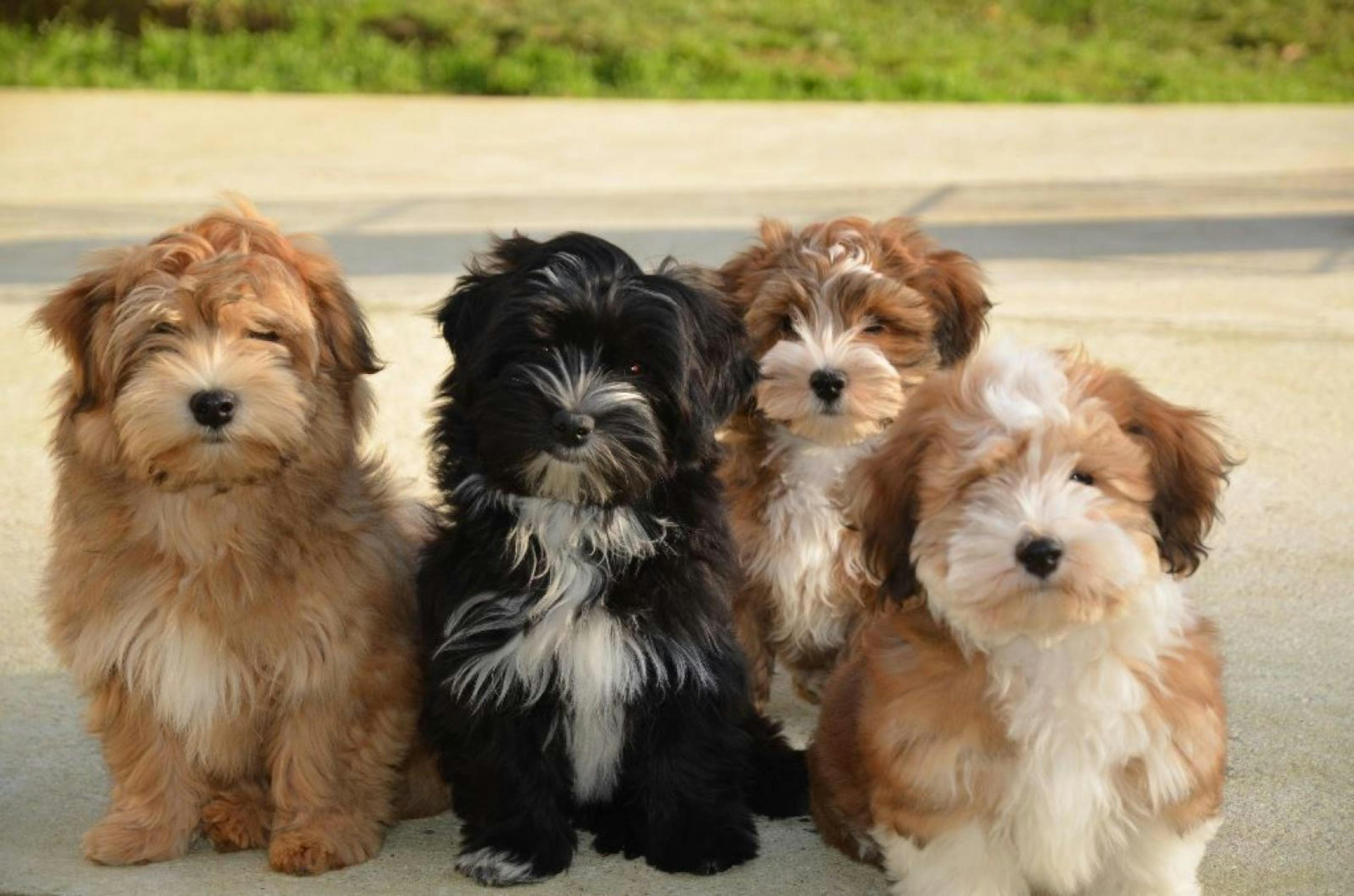 Groupe de Bichon Havanais assis l'un à côté de l'autre