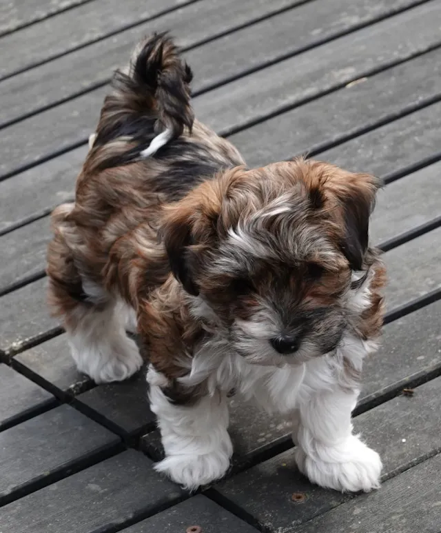 Chiot Bichon Havanais