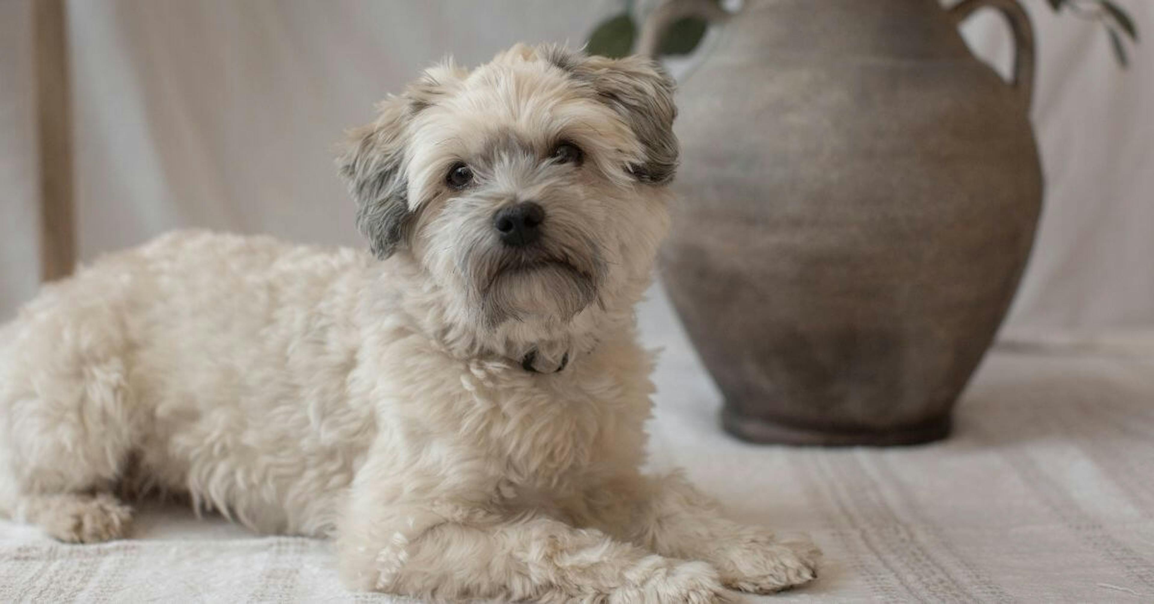 Bichon Havanais couché sur un tapis