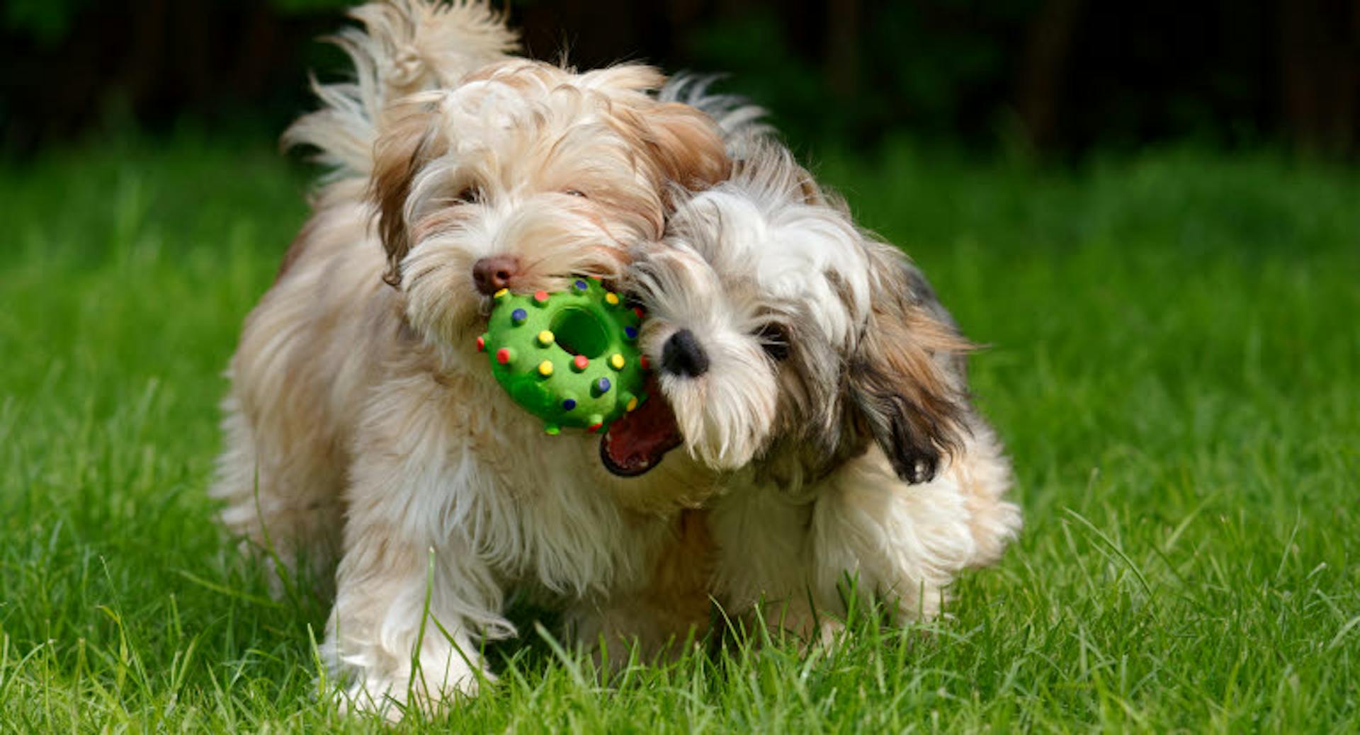 Deux Bichon Havanais qui jouent avec une balle verte