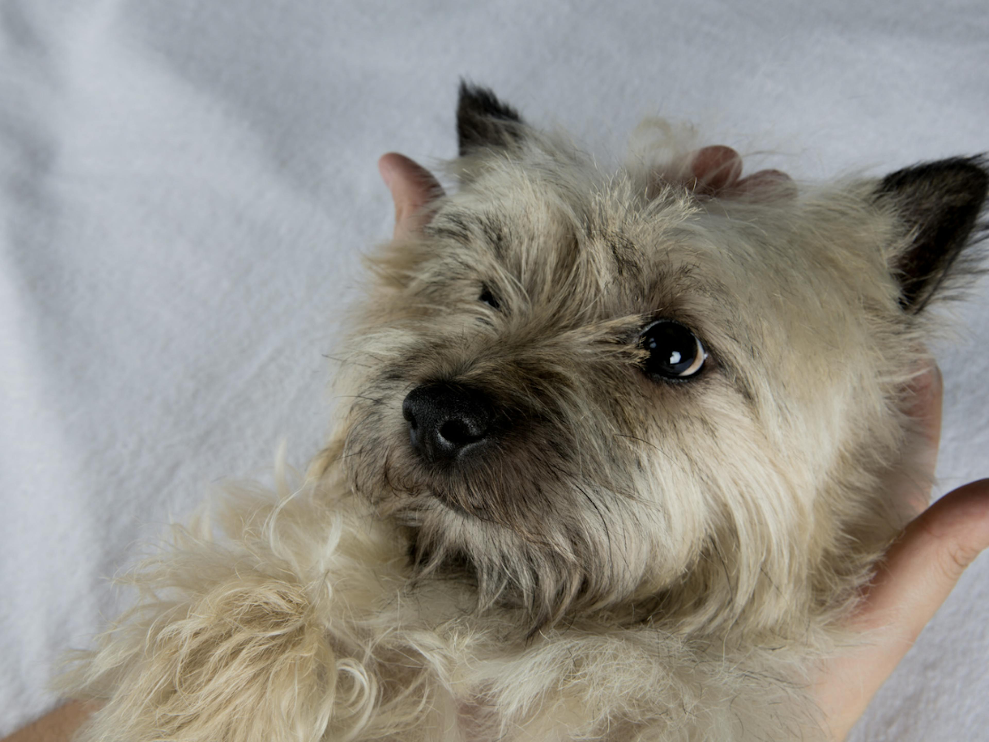 Visage d'un Cairn Terrier tenu par les mains de son maître