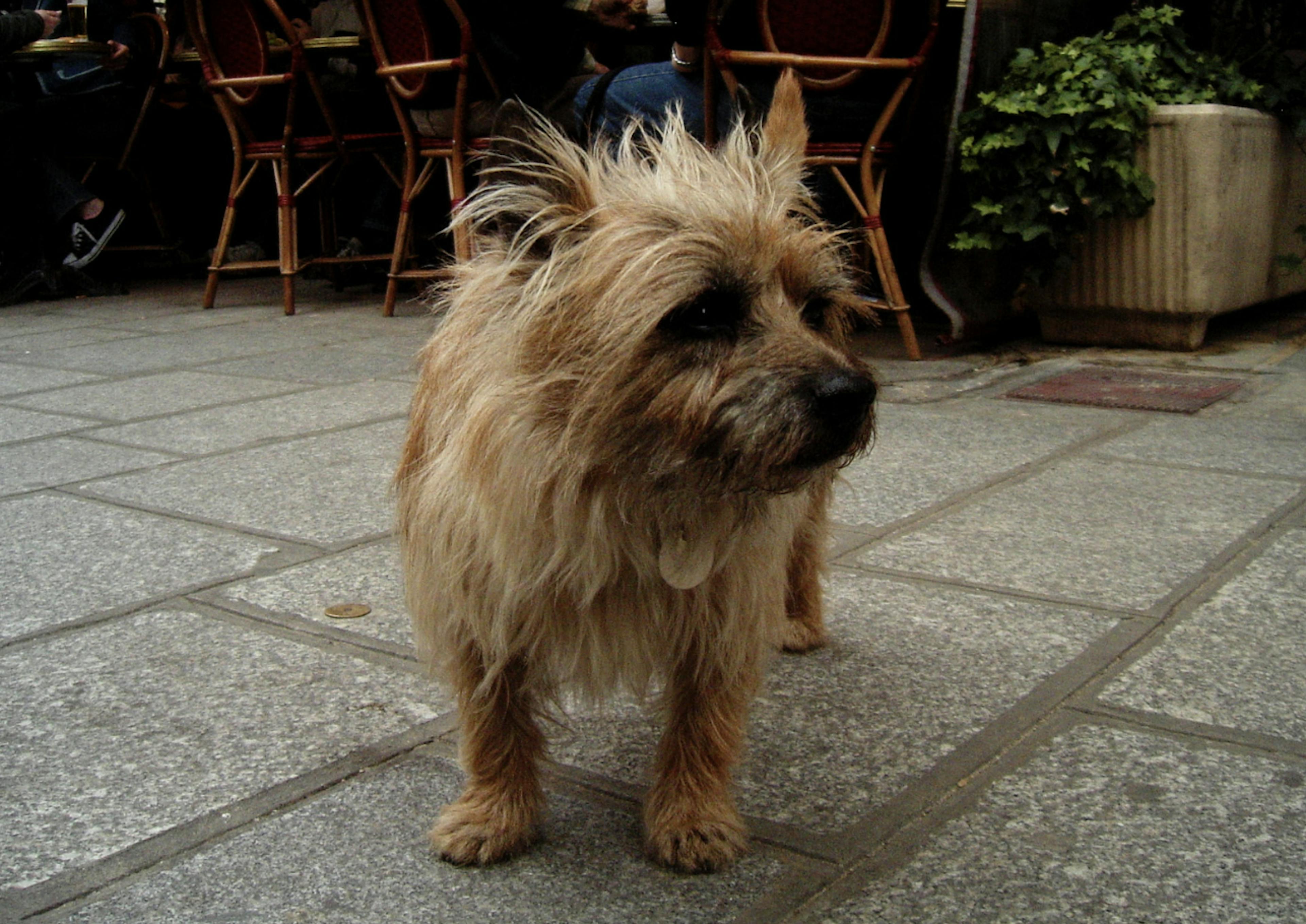 Cairn Terrier fauve sur la terrasse d'un restaurant
