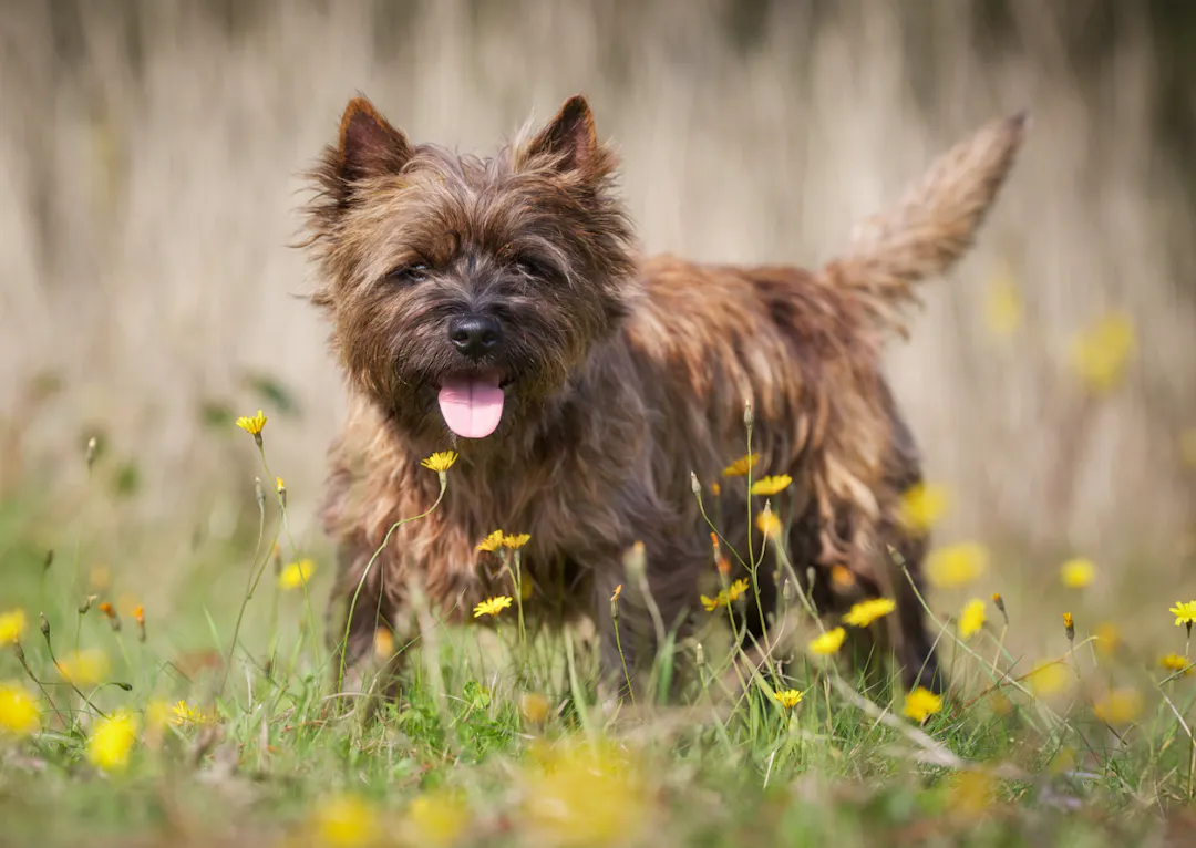 Cairn Terrier entouré de fleurs jaunes