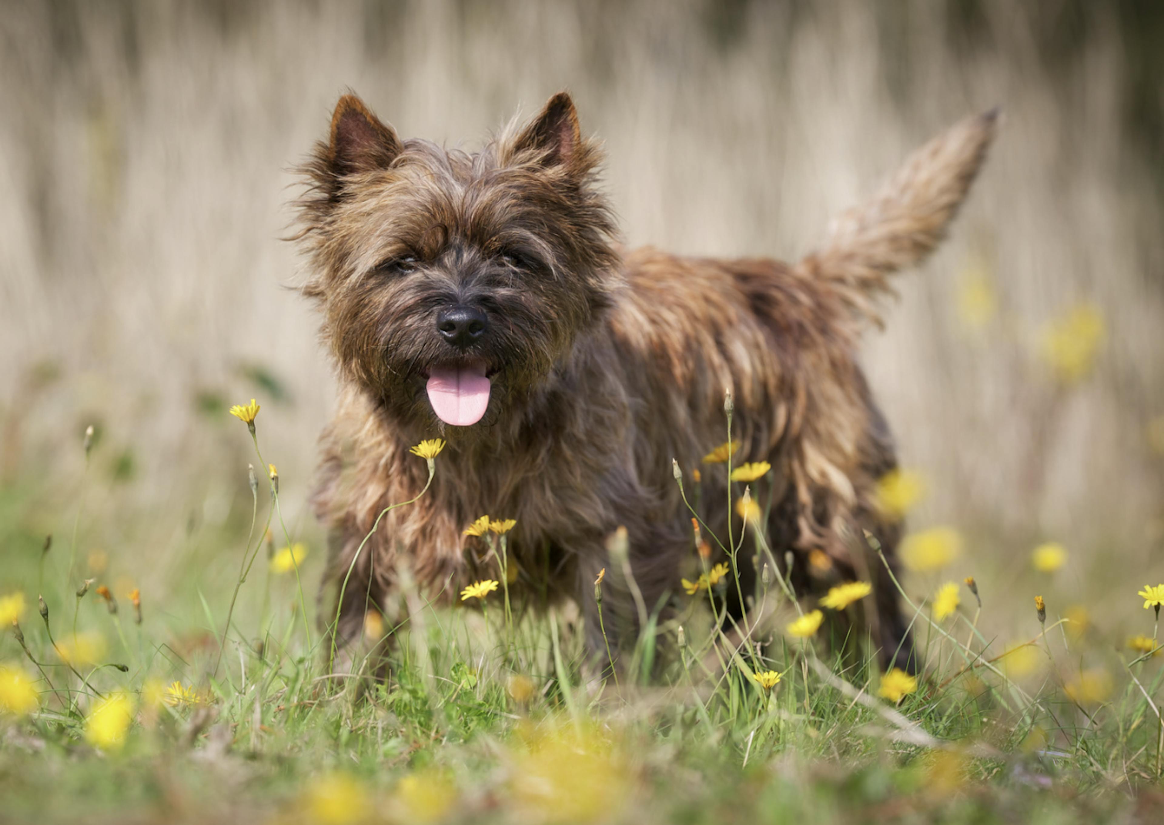 Cairn Terrier entouré de fleurs jaunes